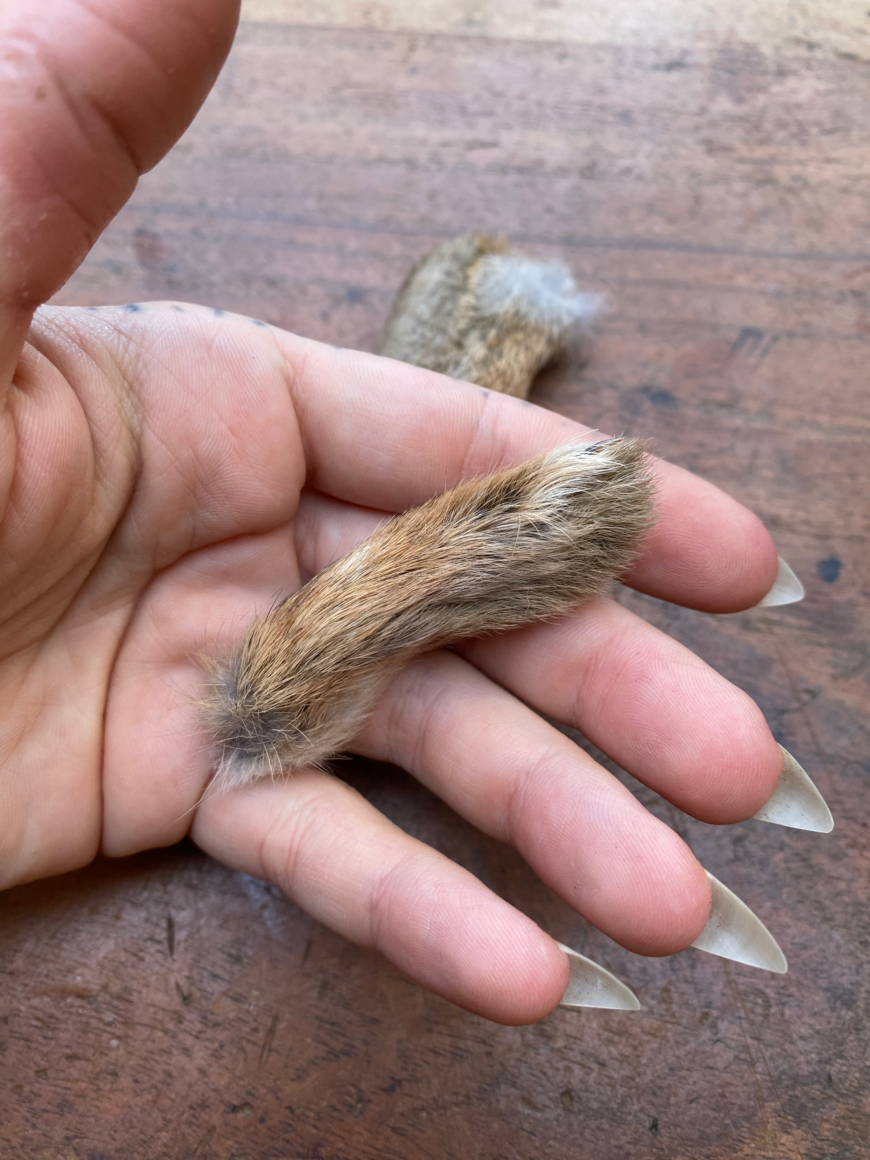 Rabbit Paw