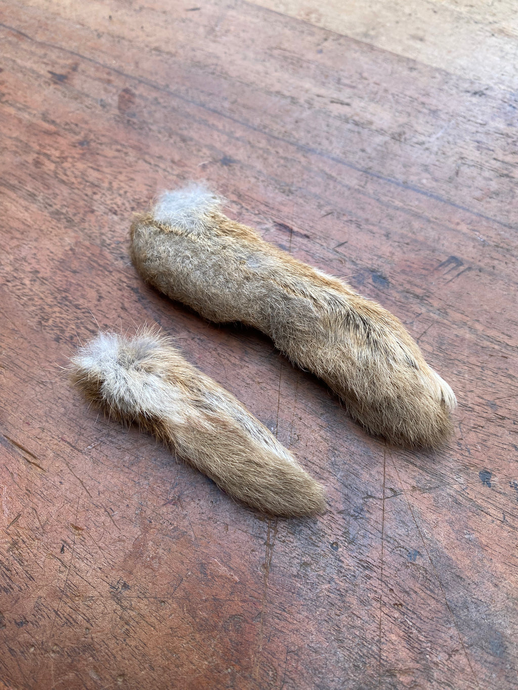 Rabbit Paw