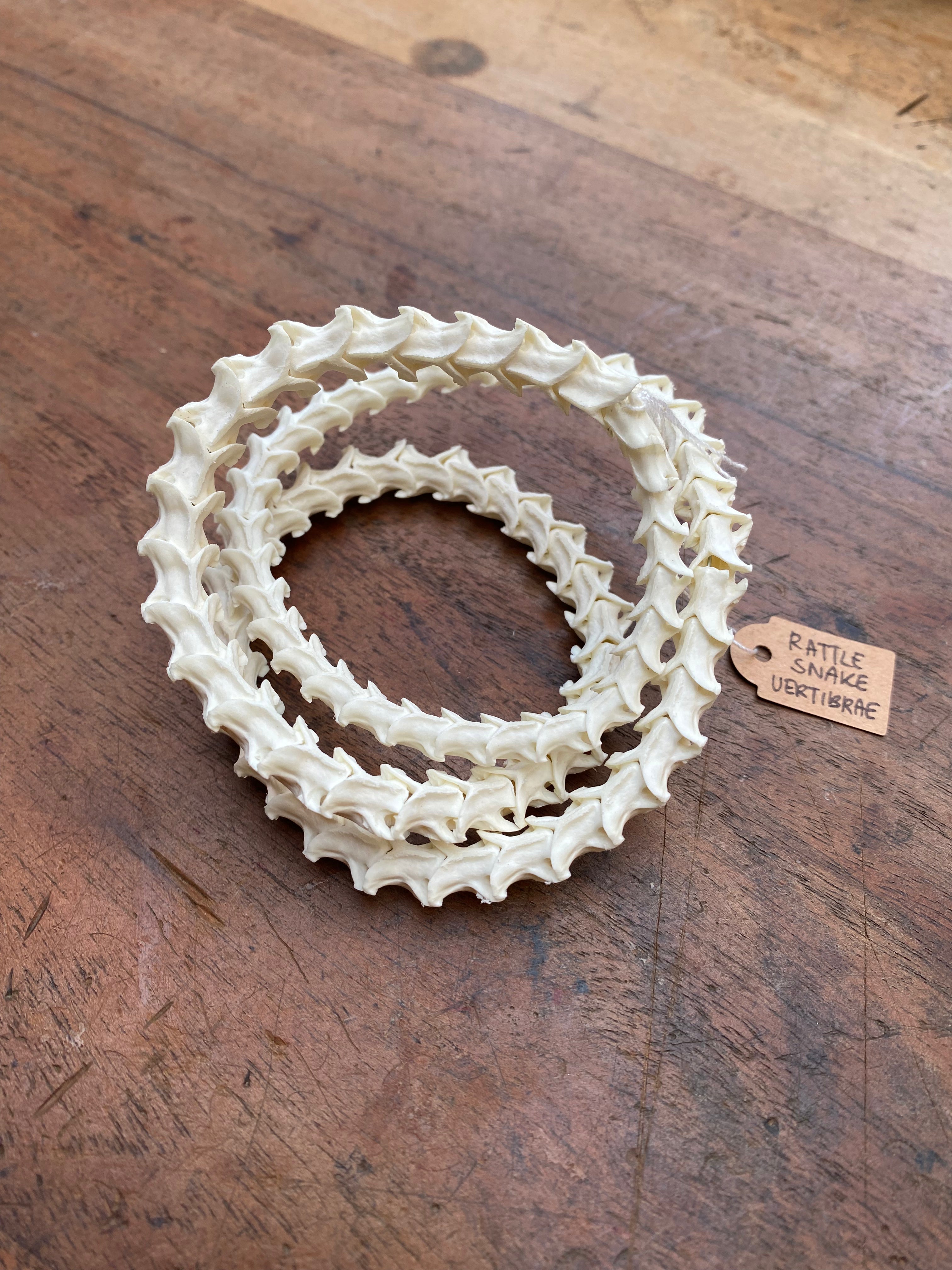 Rattle Snake Vertebrae