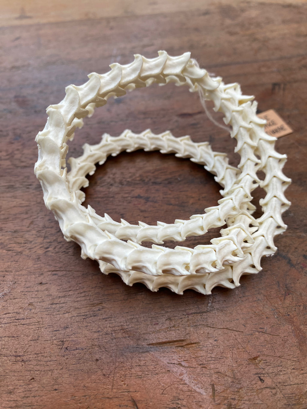 Rattle Snake Vertebrae
