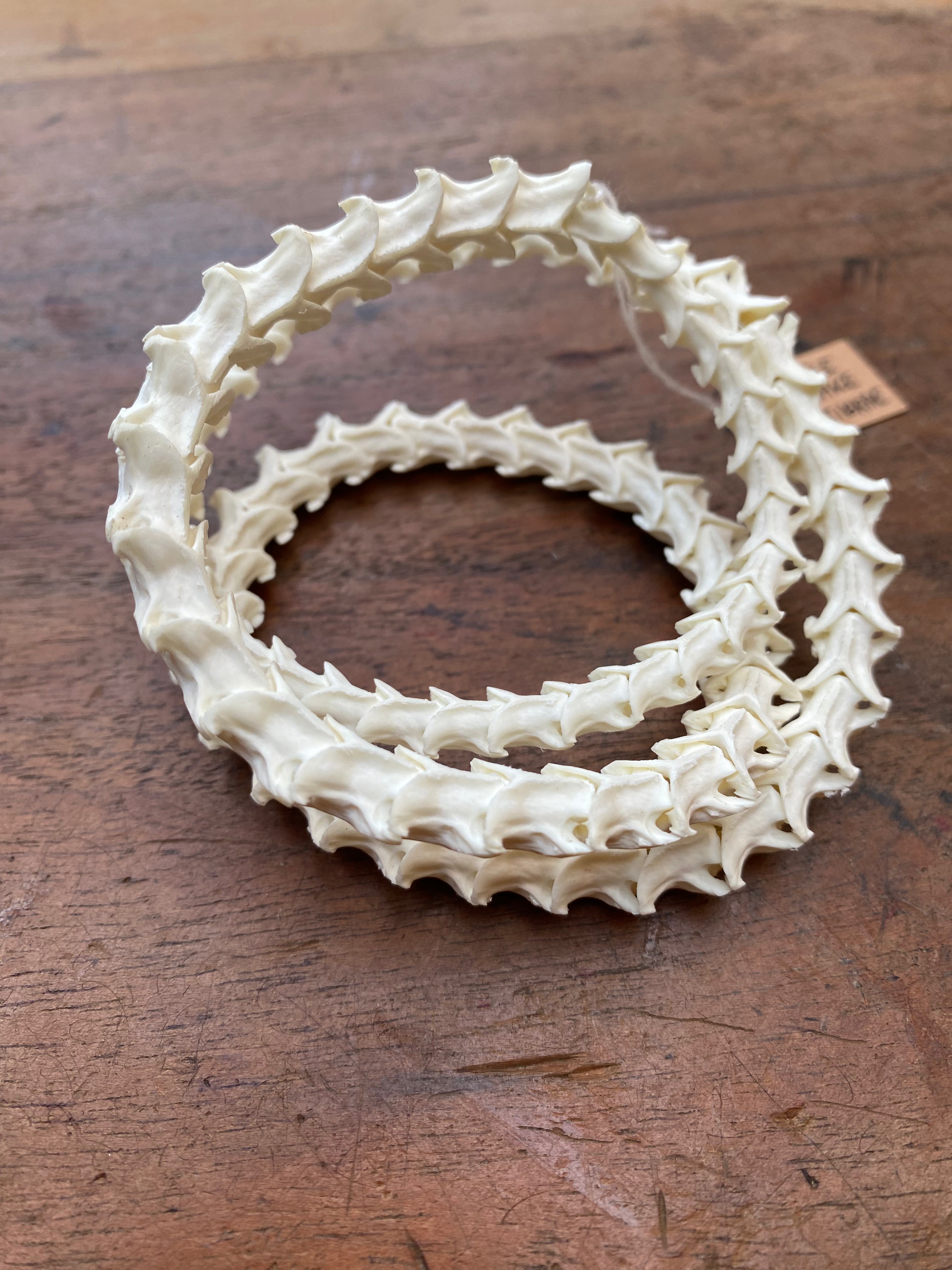 Rattle Snake Vertebrae