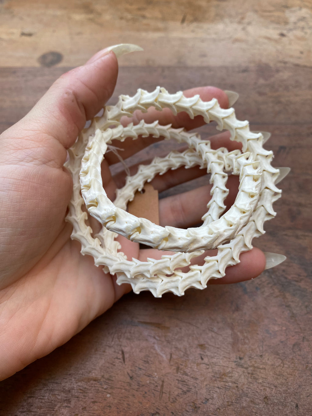 Rattle Snake Vertebrae