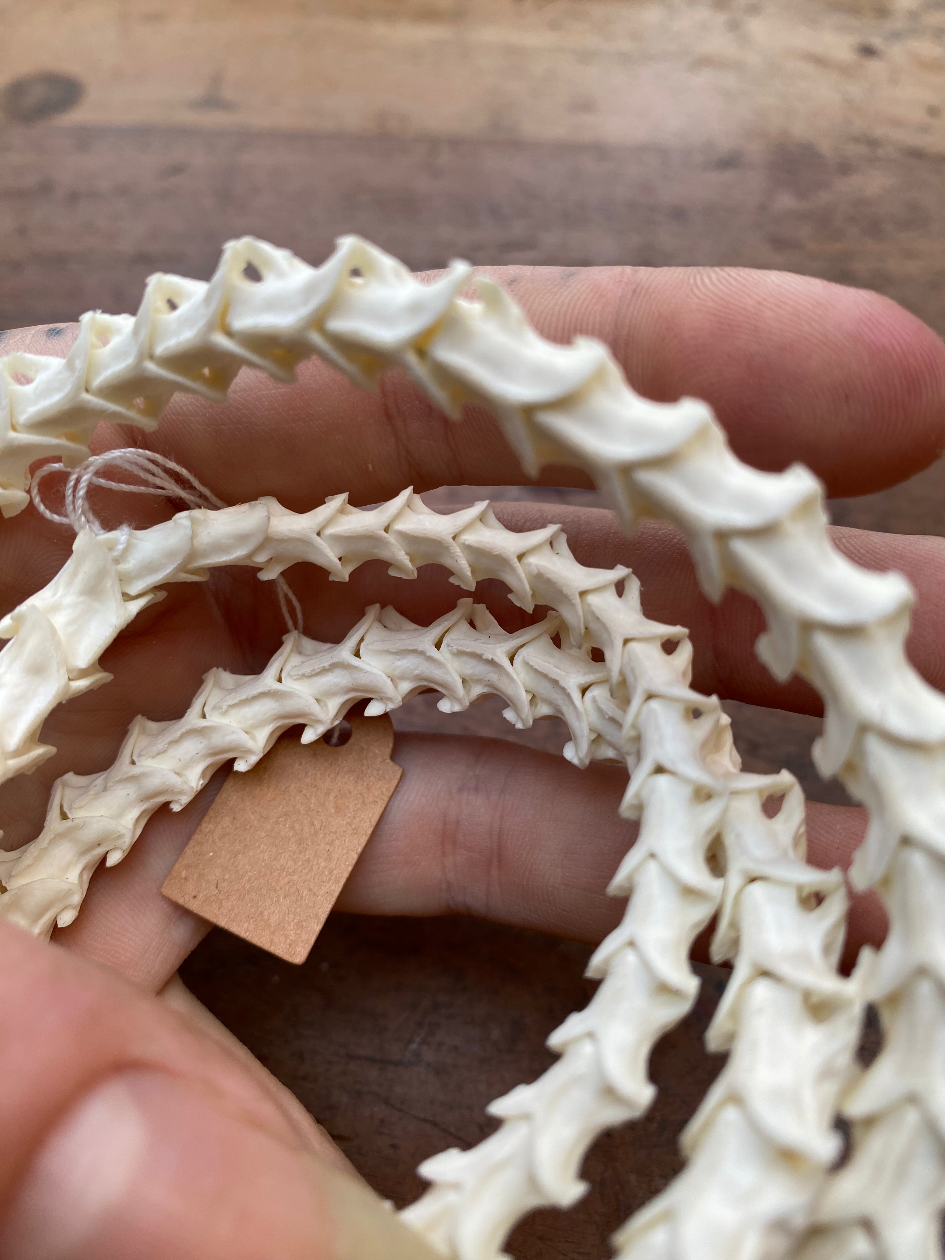 Rattle Snake Vertebrae