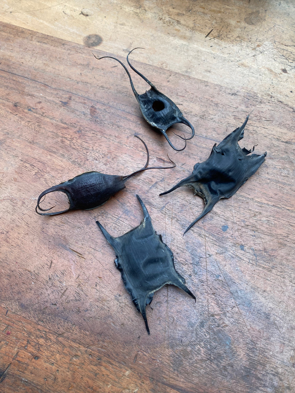 Shark and Skate Egg Cases (Mermaid Purses)