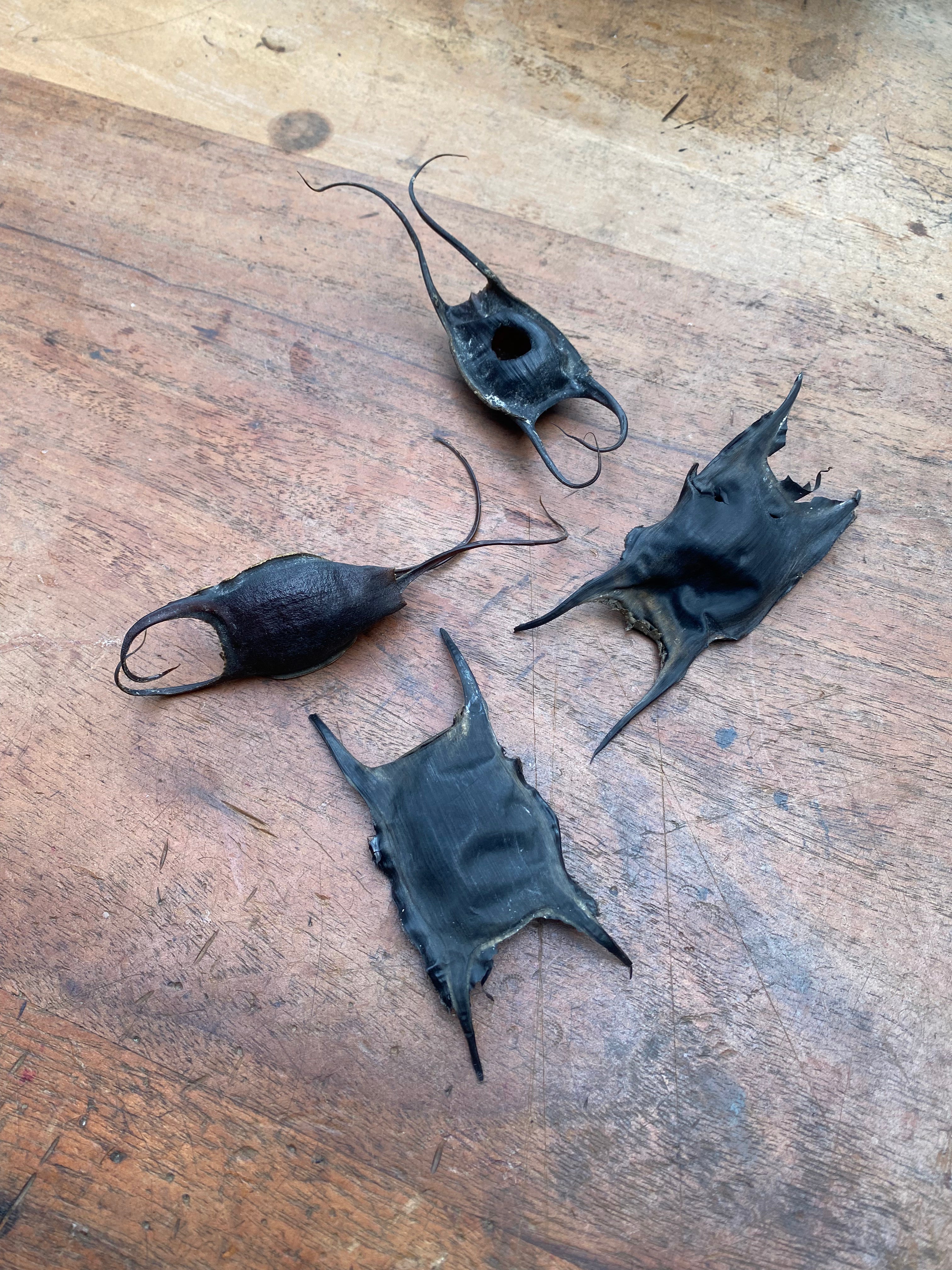 Shark and Skate Egg Cases (Mermaid Purses)