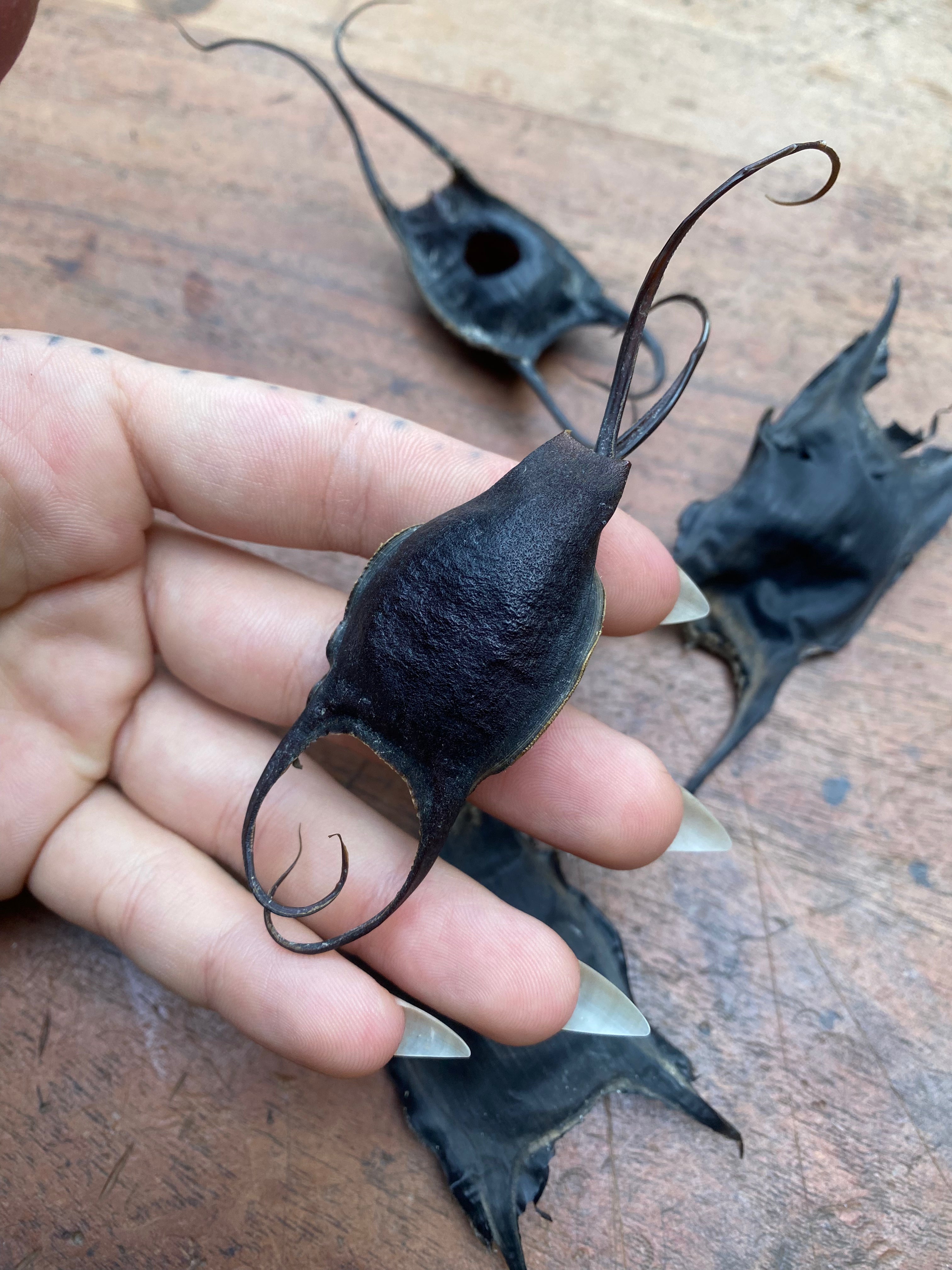 Shark and Skate Egg Cases (Mermaid Purses)