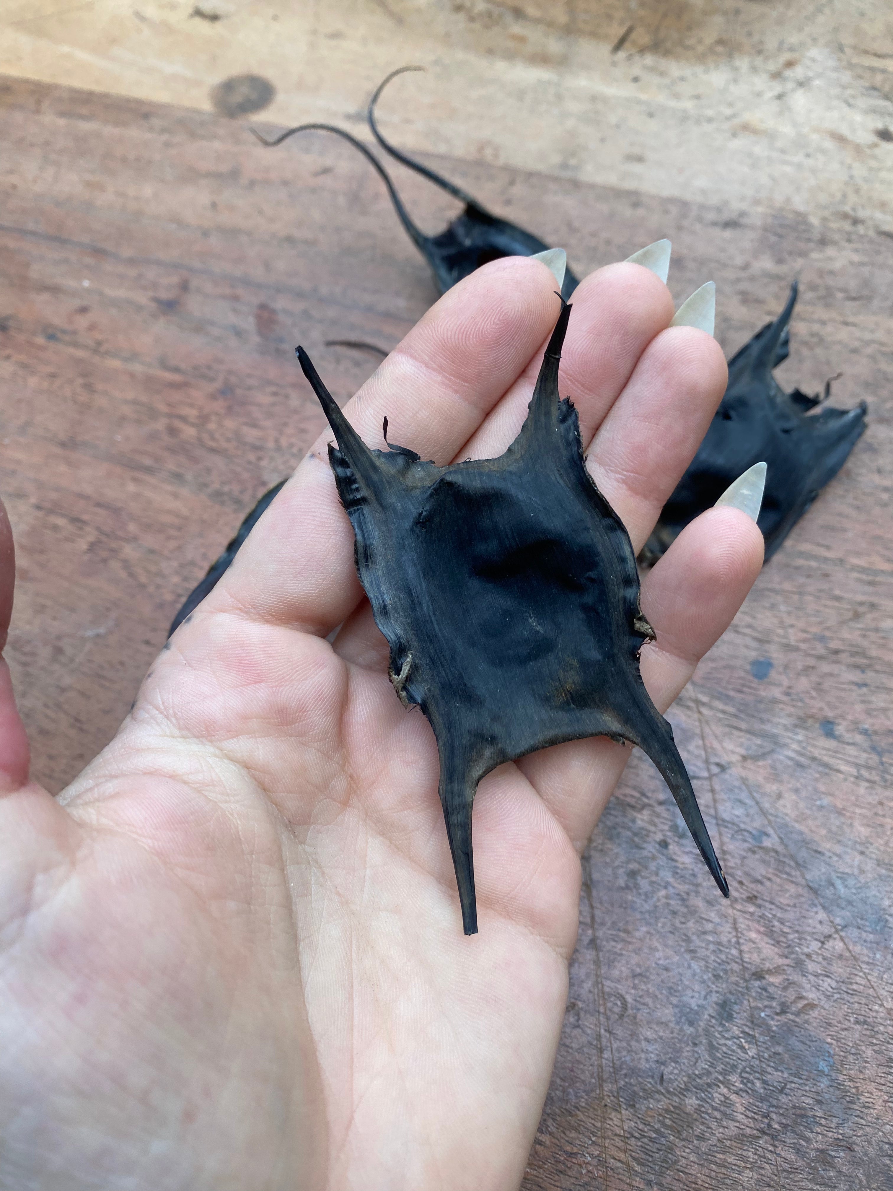 Shark and Skate Egg Cases (Mermaid Purses)