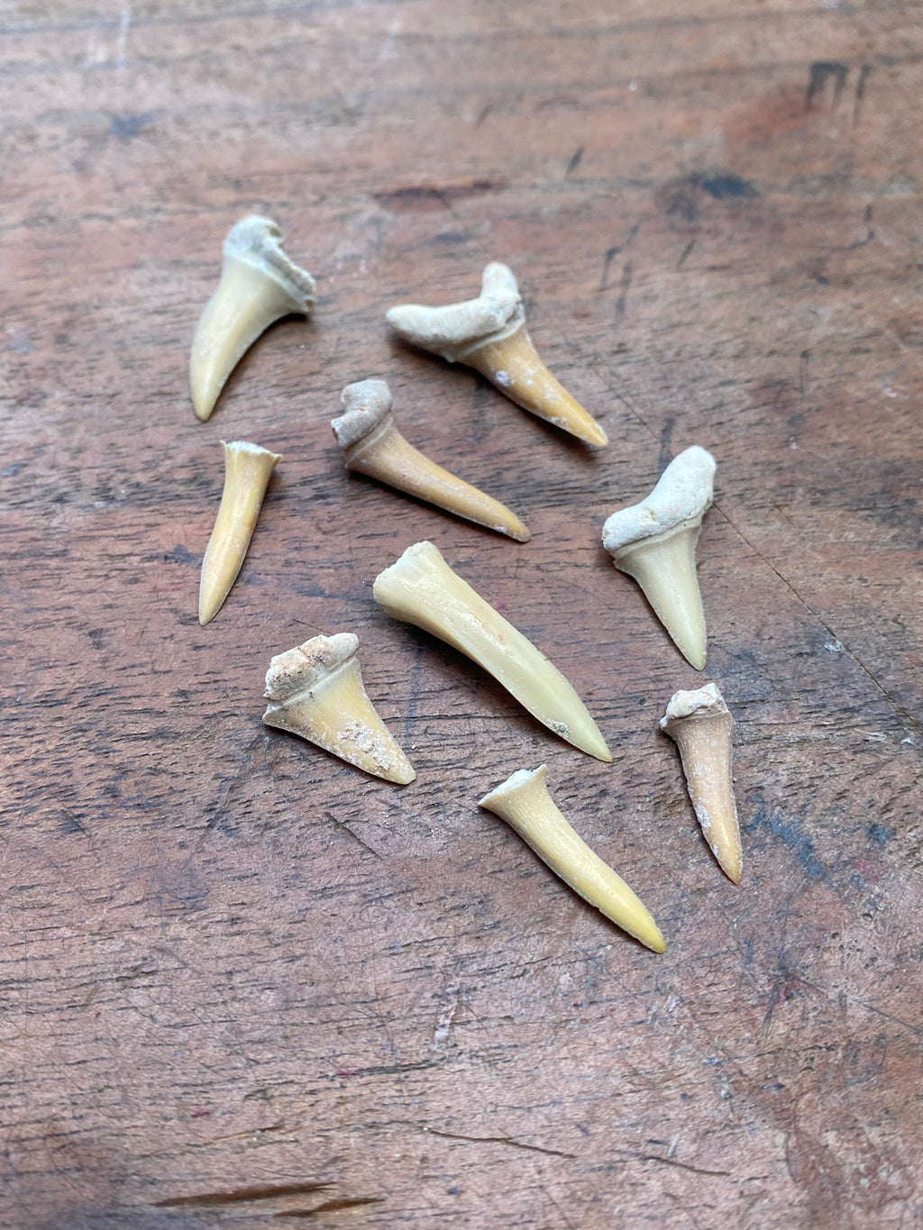 Fossilised Shark Teeth