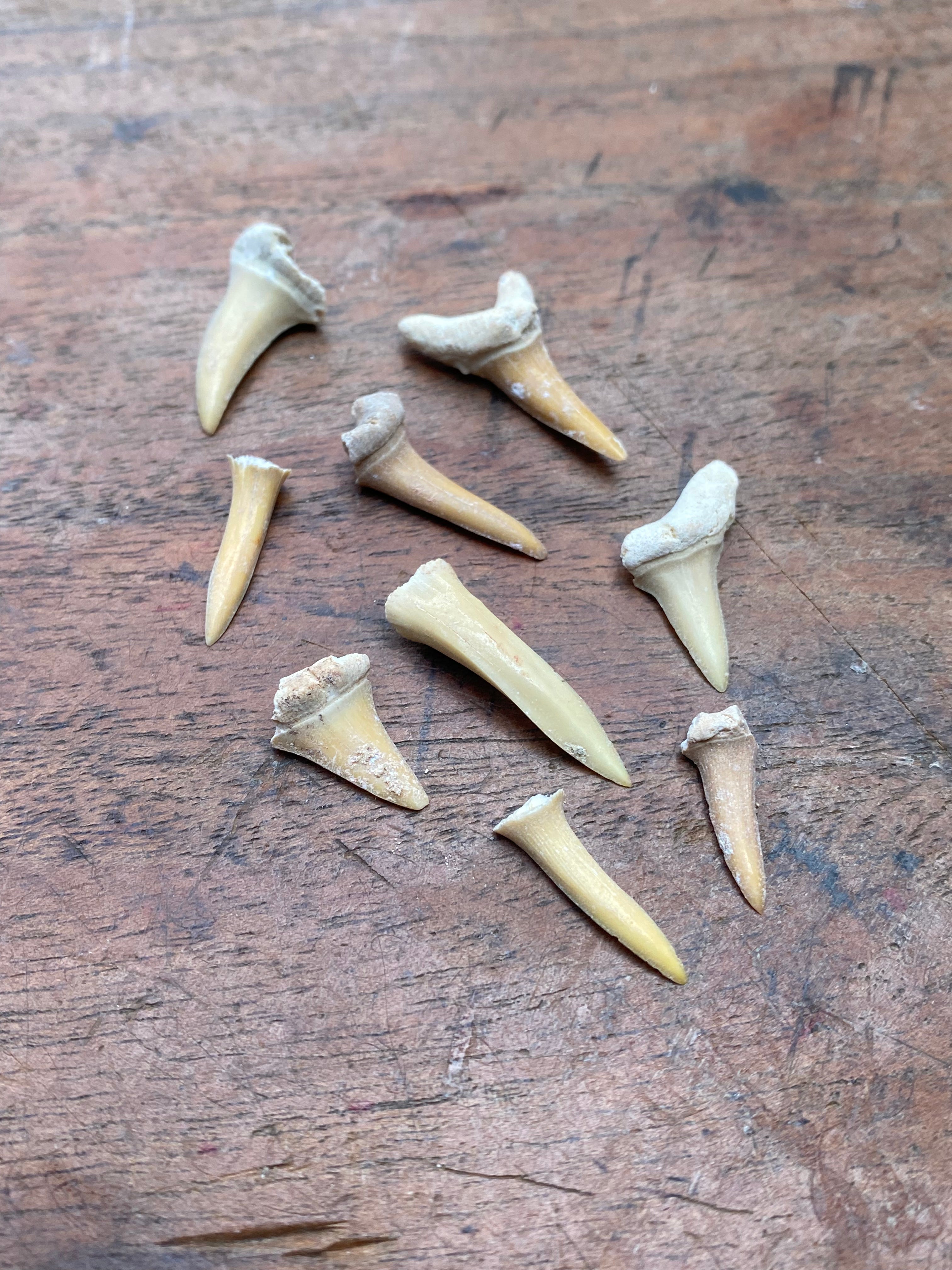 Fossilised Shark Teeth