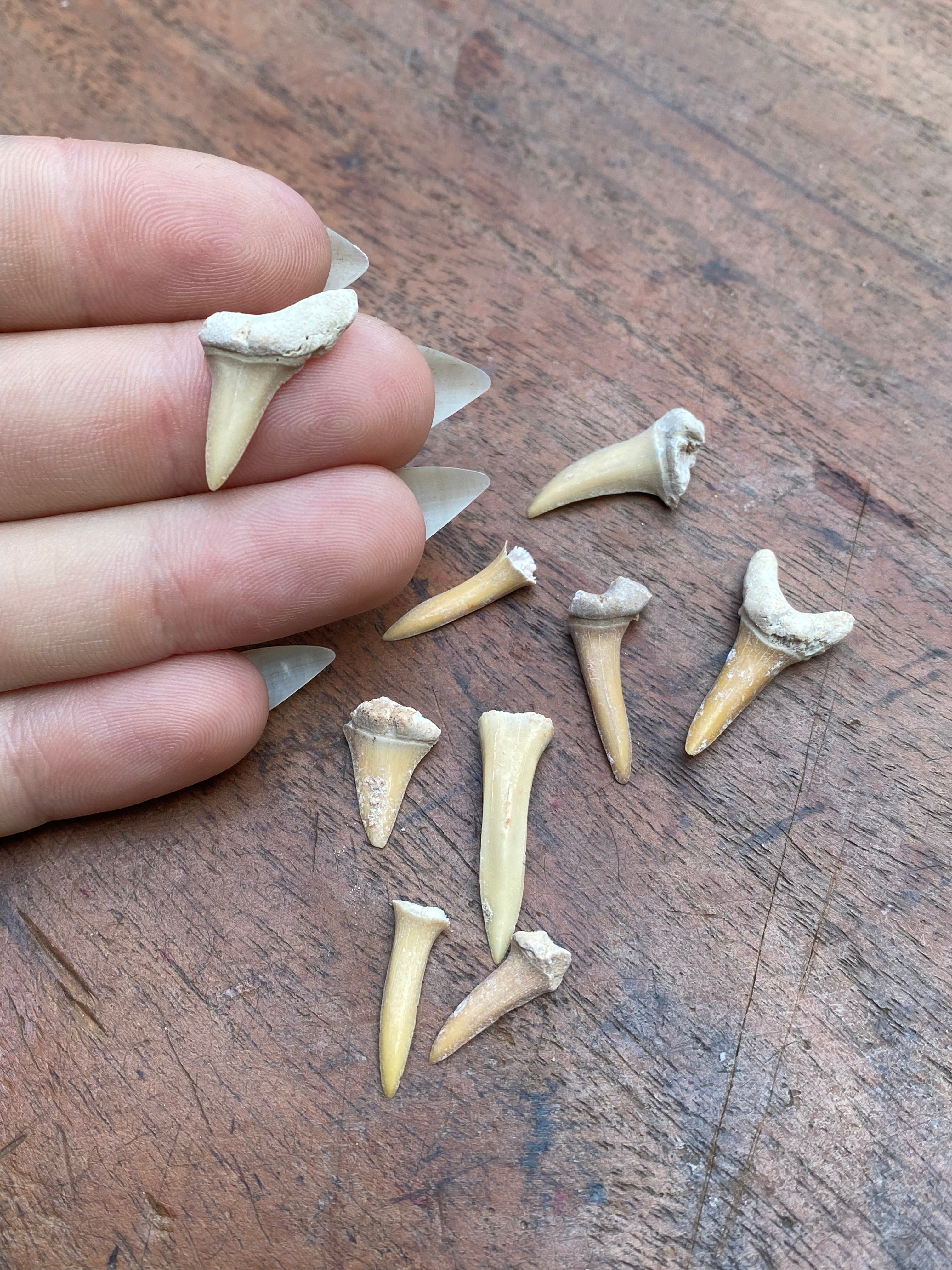 Fossilised Shark Teeth