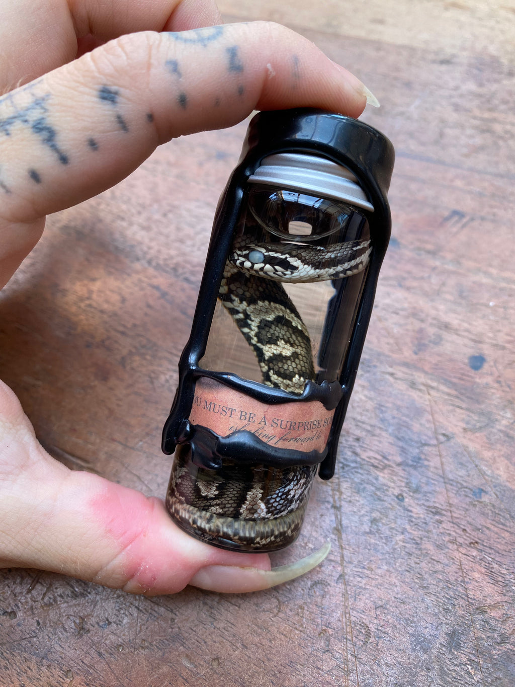 Decorated Cottonmouth Snake Wet Specimen