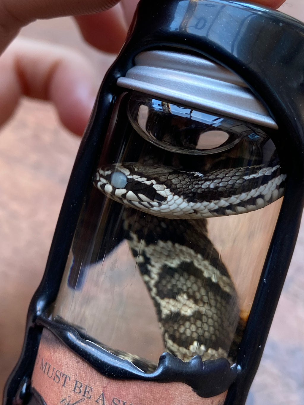 Decorated Cottonmouth Snake Wet Specimen