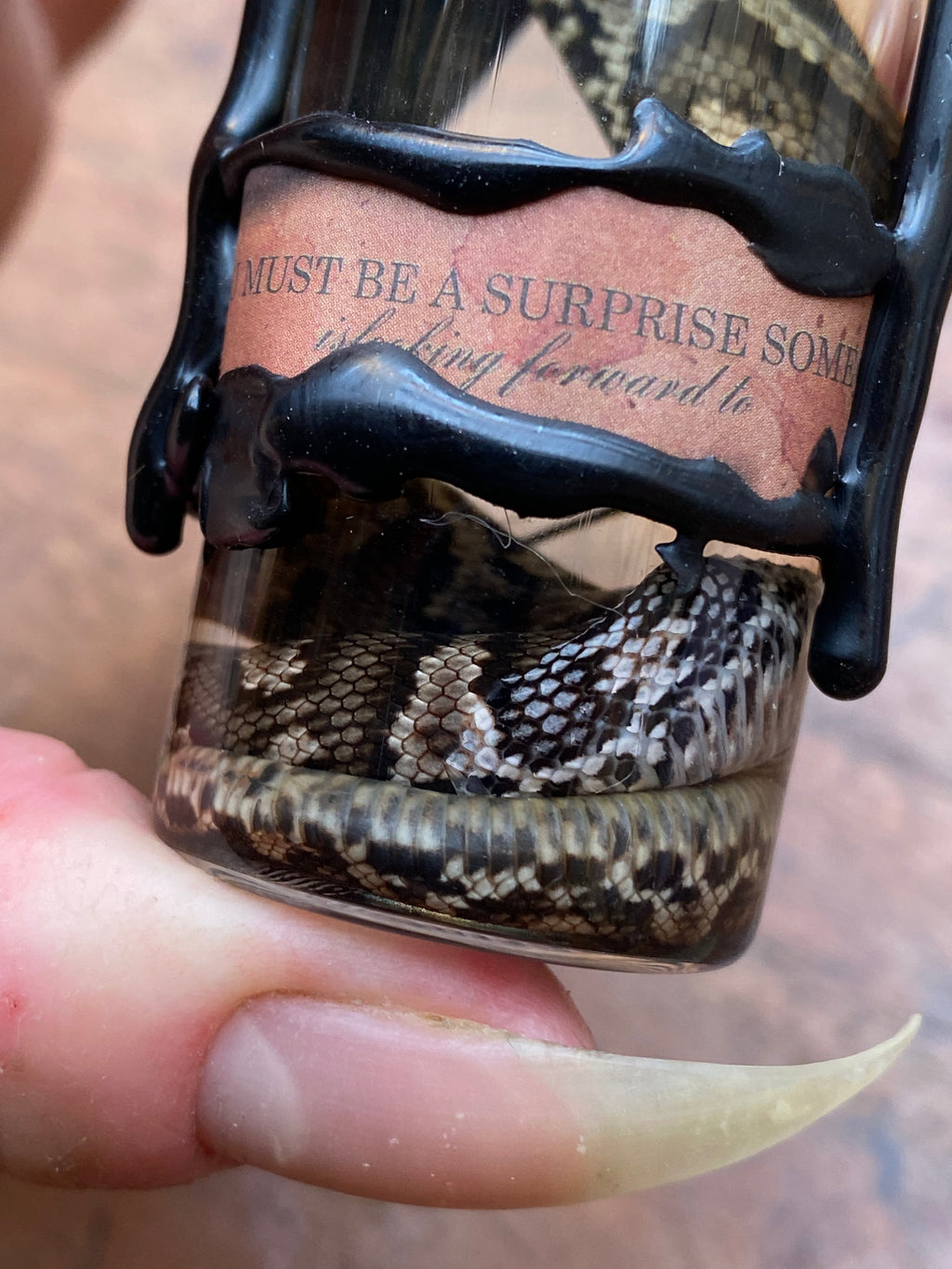 Decorated Cottonmouth Snake Wet Specimen