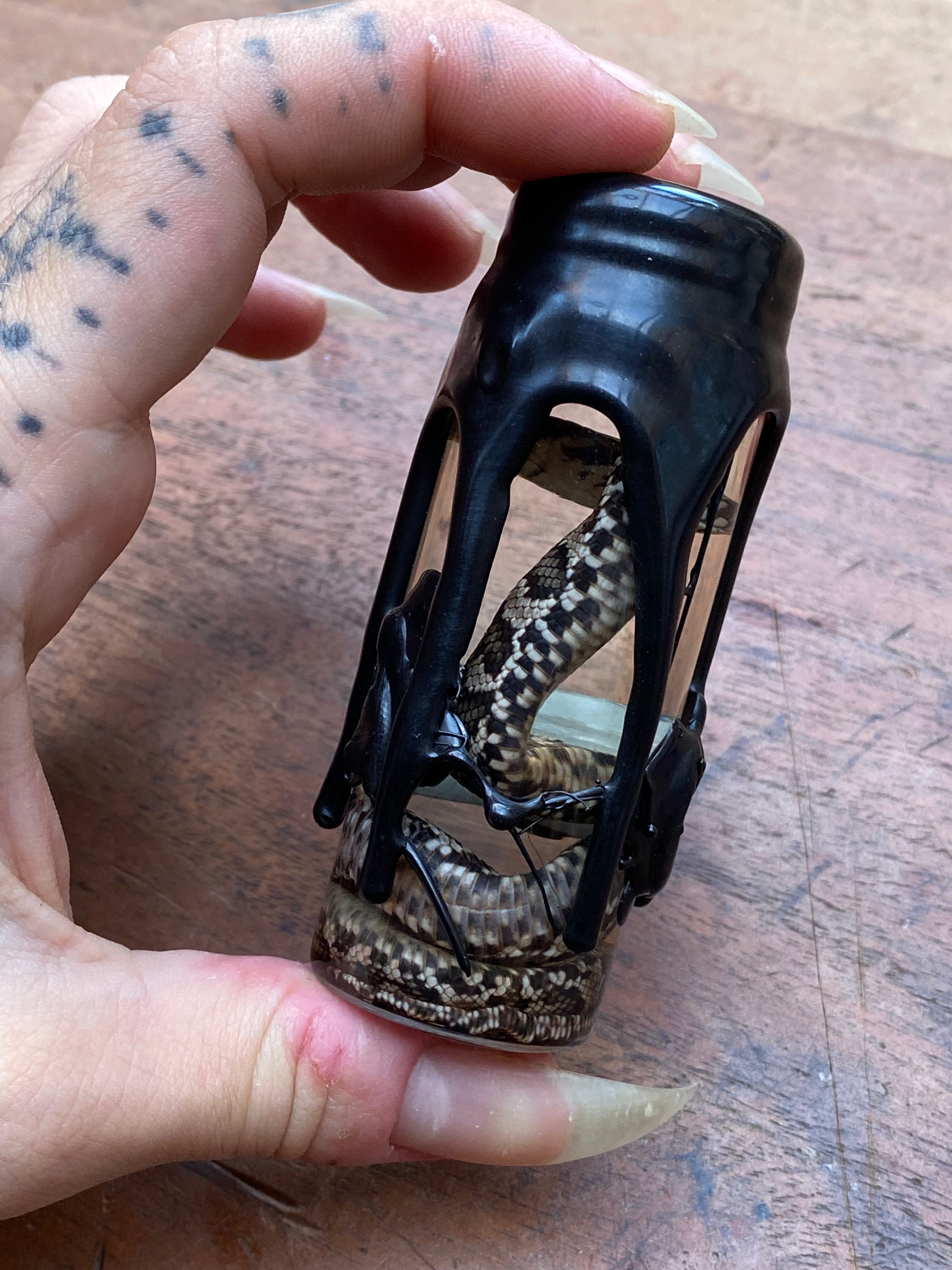 Decorated Cottonmouth Snake Wet Specimen