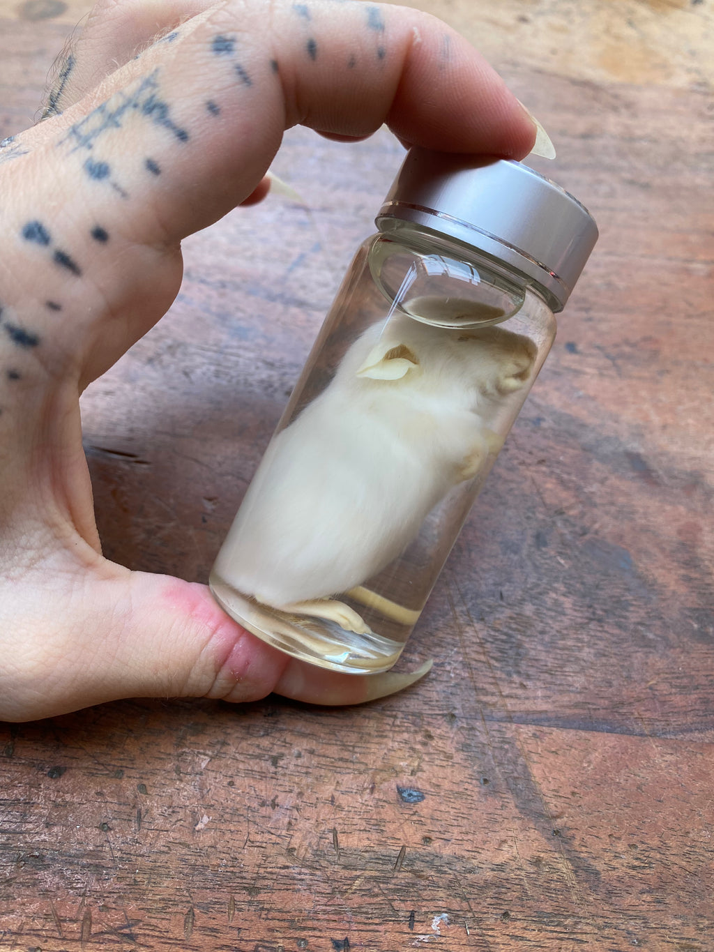 White Mouse Wet Specimen