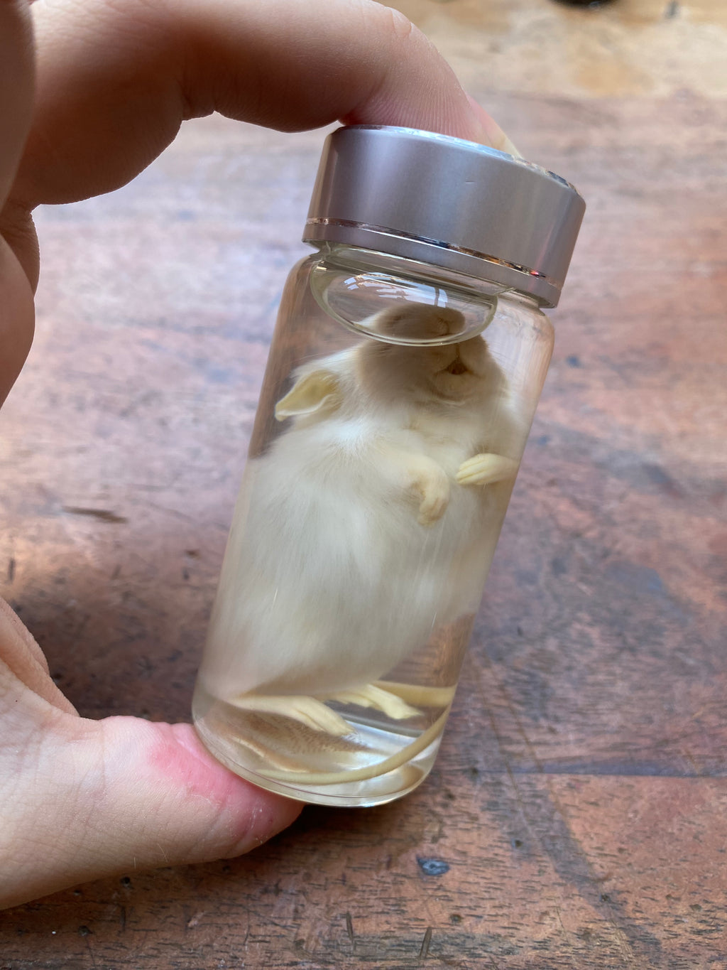 White Mouse Wet Specimen