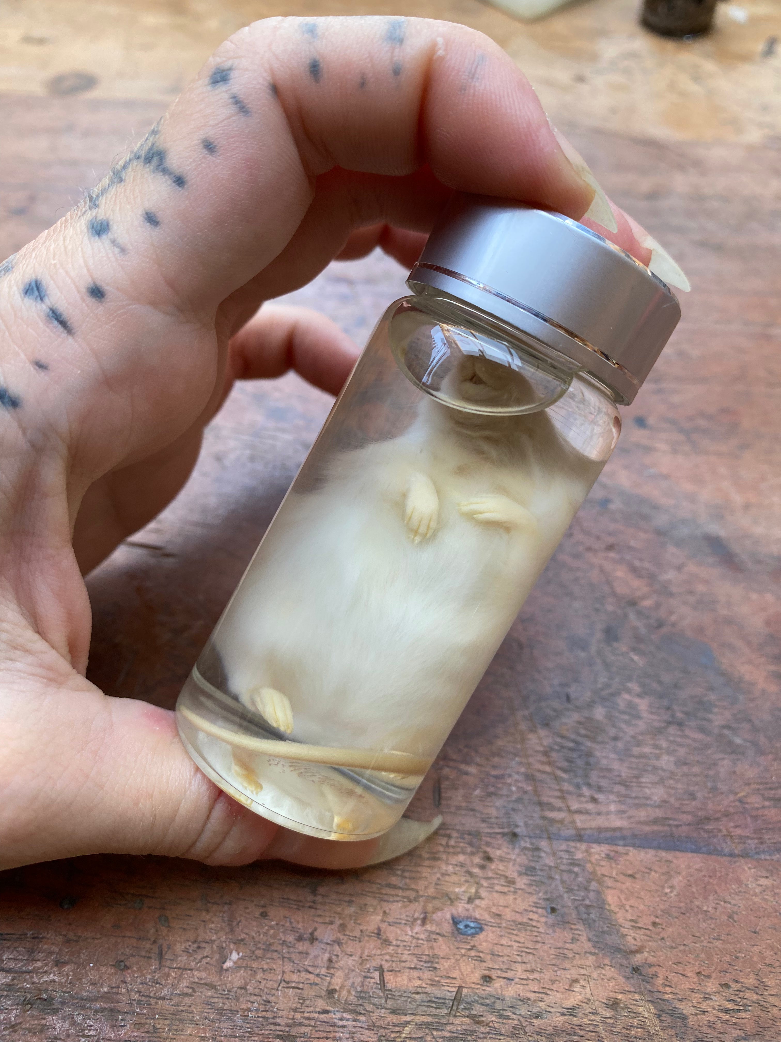 White Mouse Wet Specimen