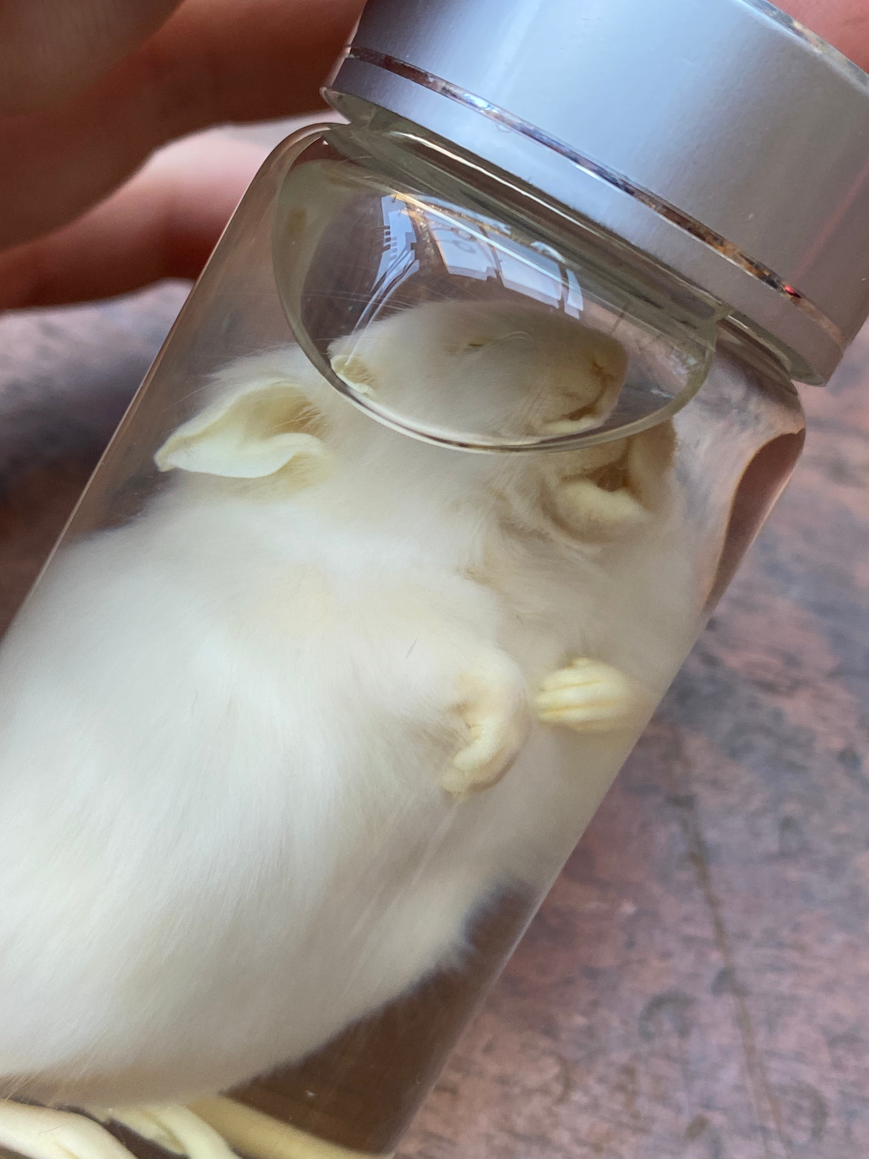 White Mouse Wet Specimen