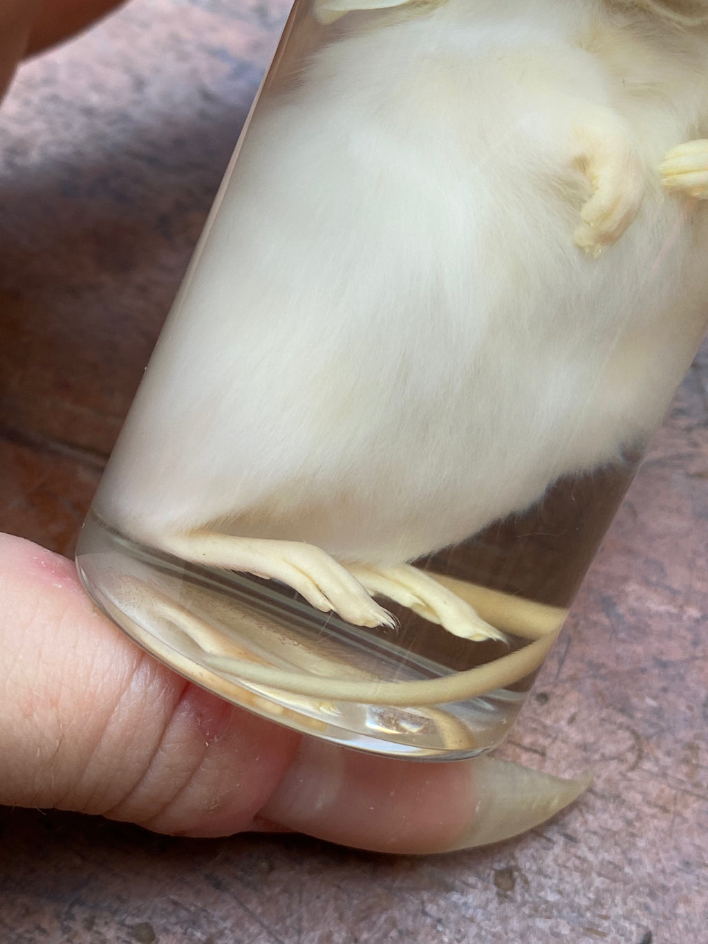 White Mouse Wet Specimen
