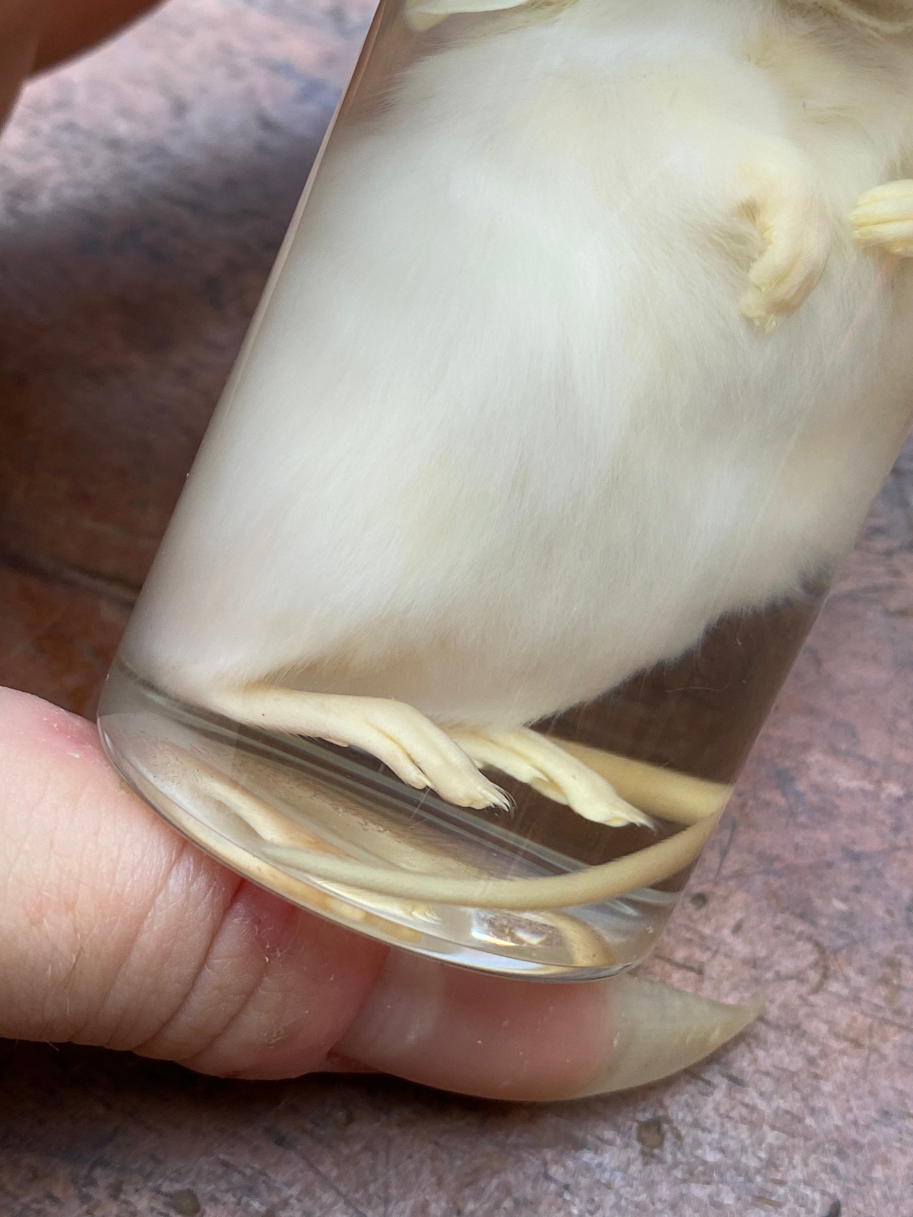 White Mouse Wet Specimen