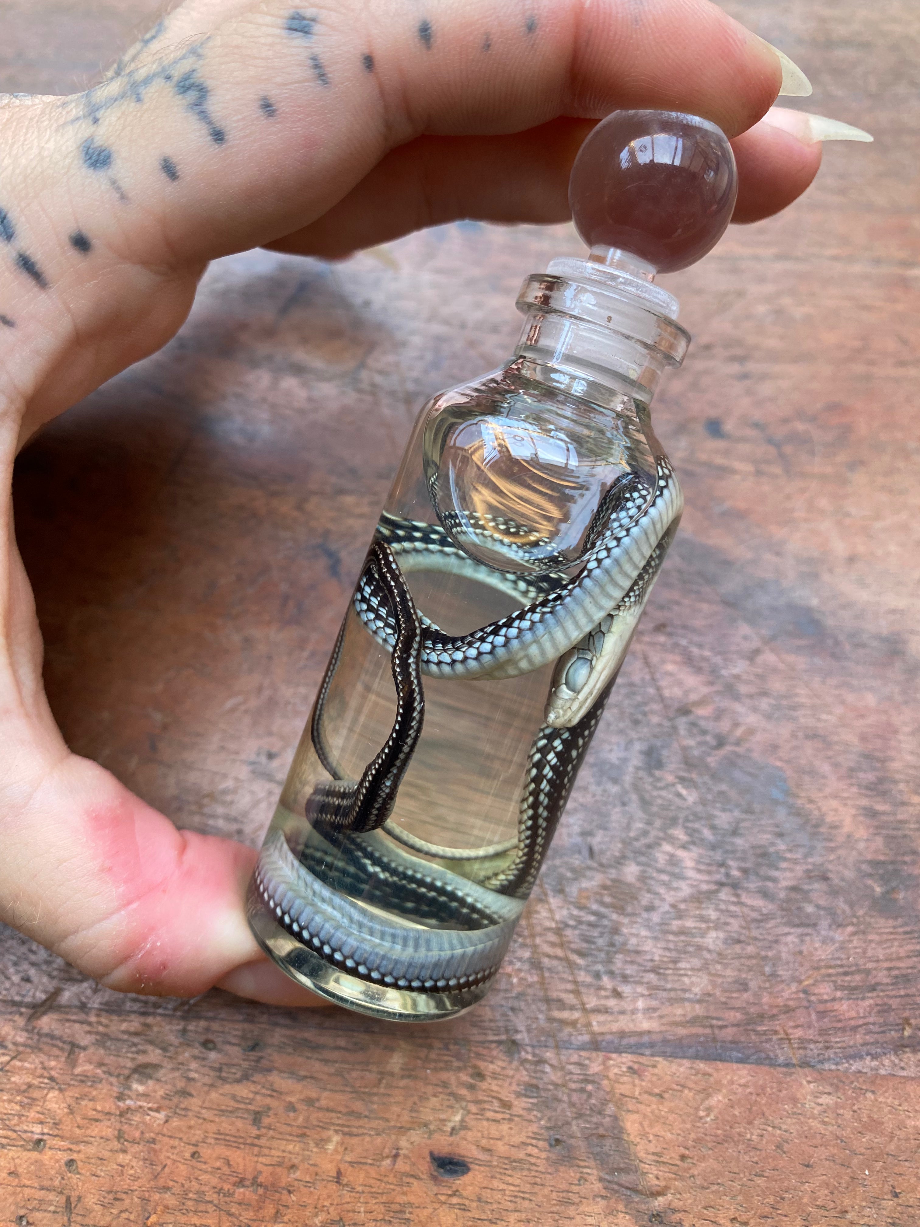 Common Garter Snake Wet Specimen