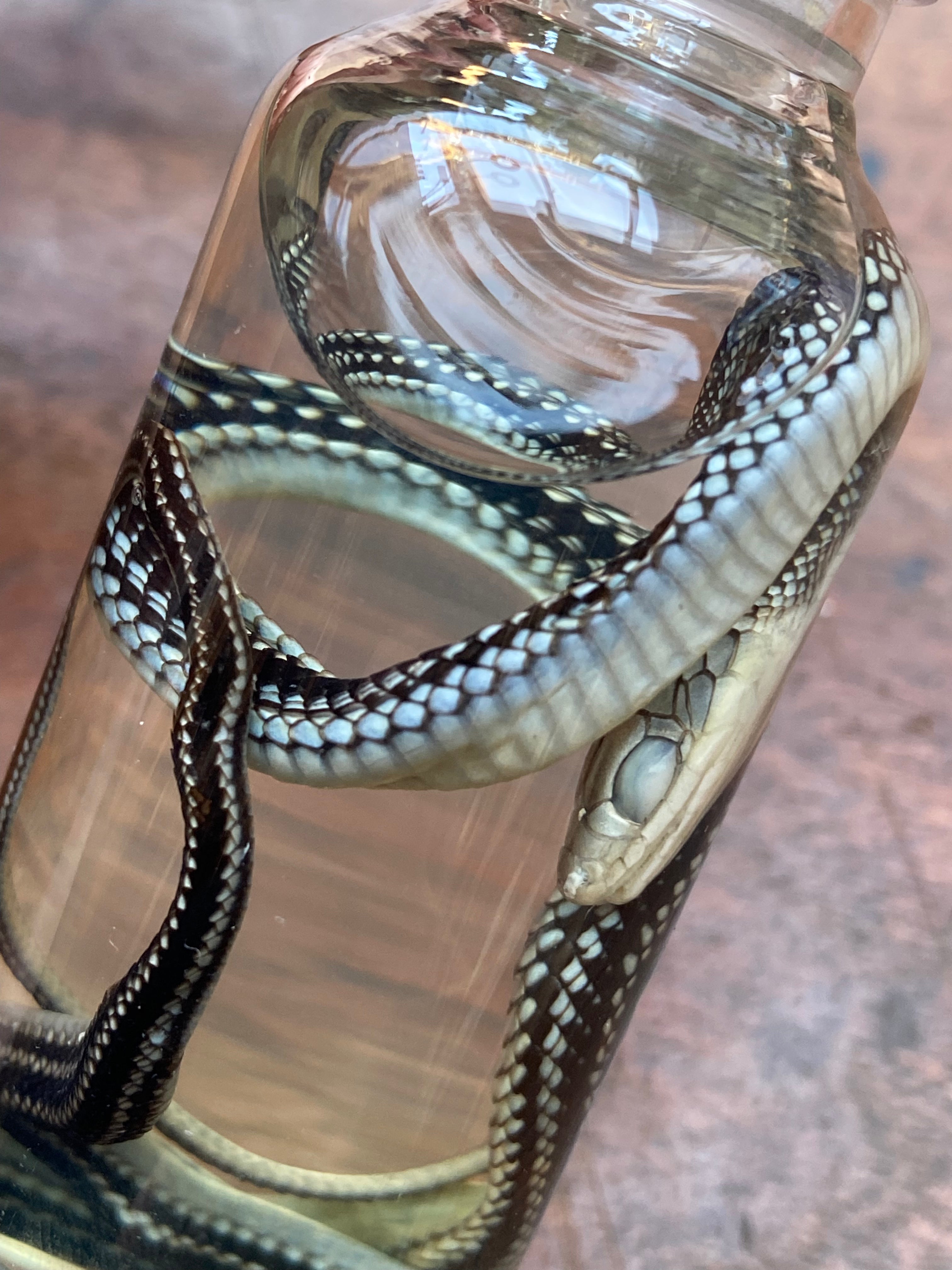 Common Garter Snake Wet Specimen