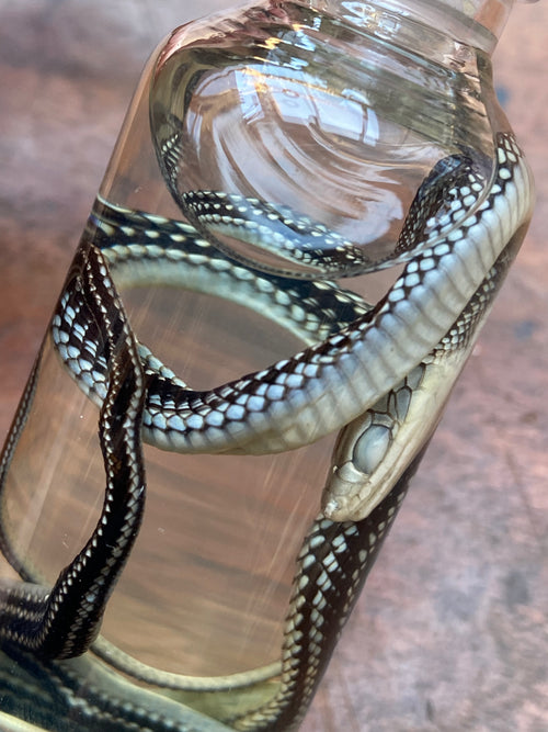 Common Garter Snake Wet Specimen