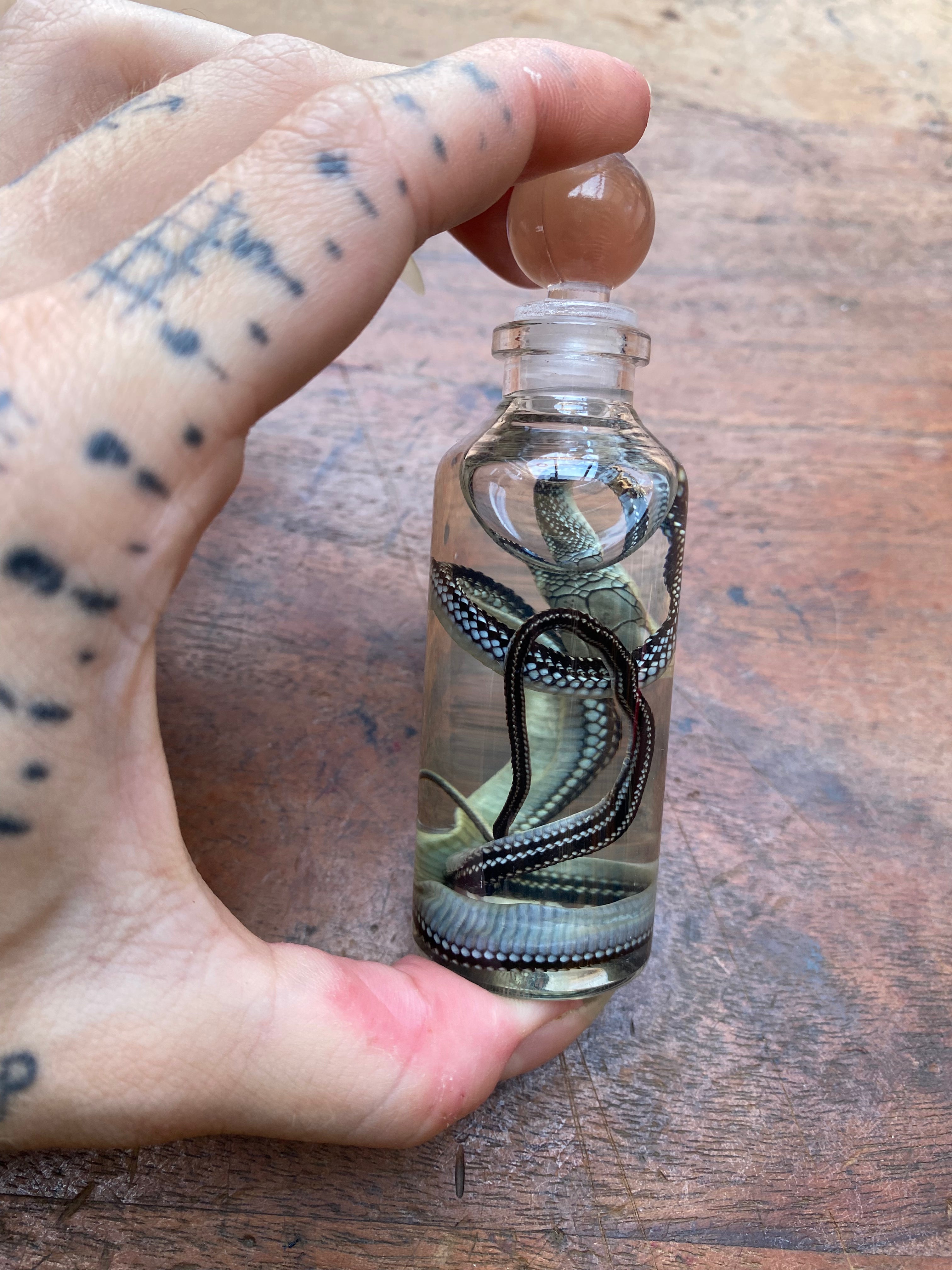 Common Garter Snake Wet Specimen