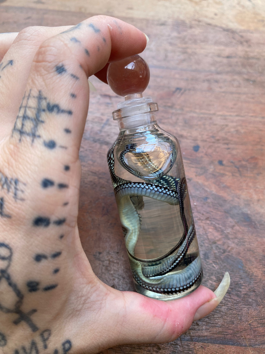 Common Garter Snake Wet Specimen