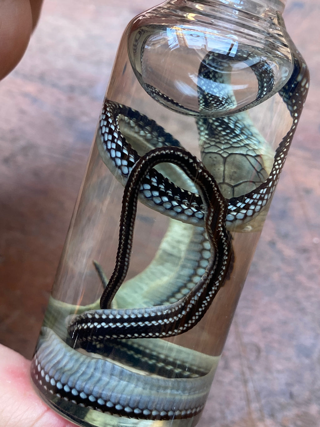 Common Garter Snake Wet Specimen