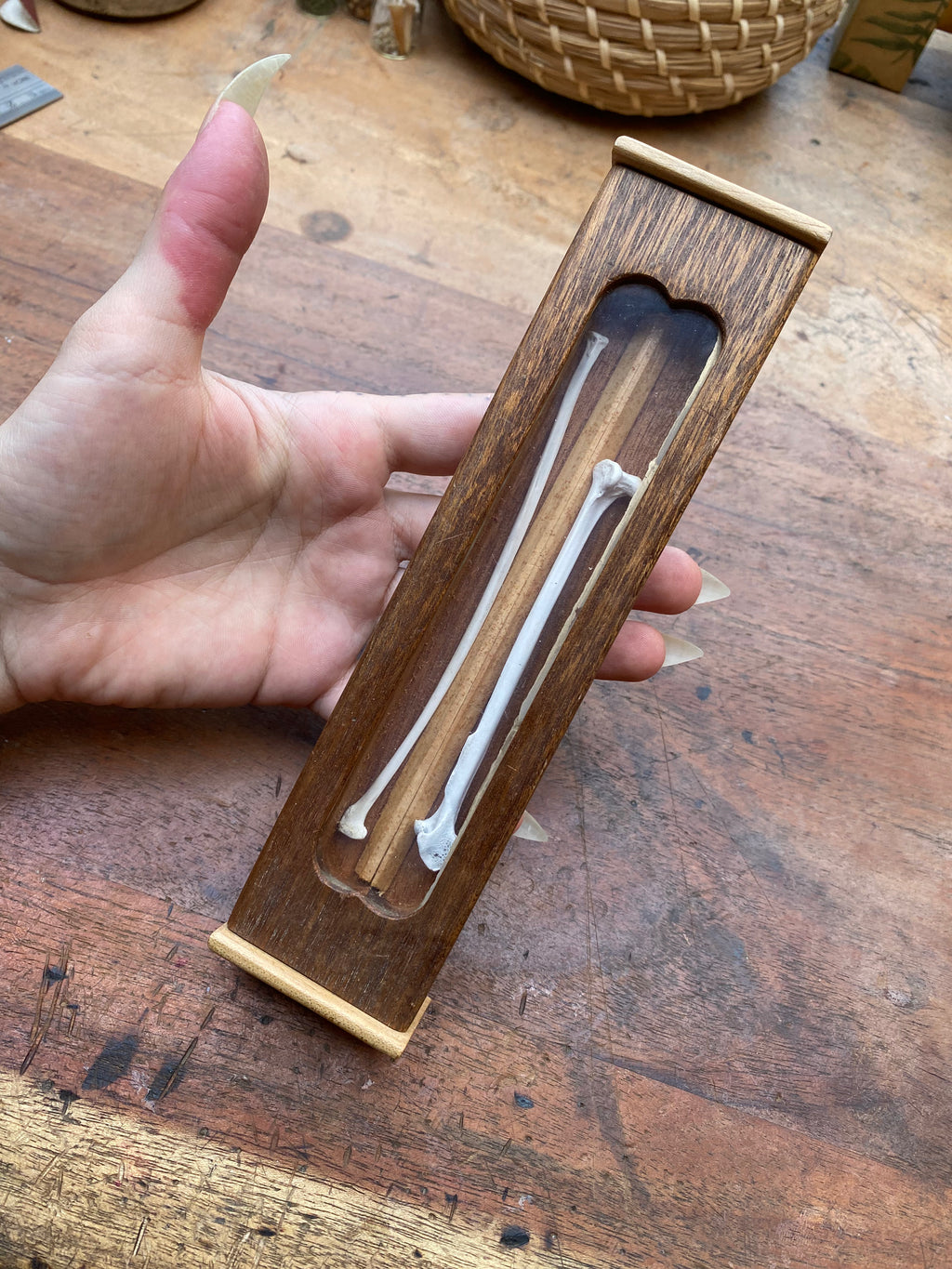 Long Bones Wooden Display Box