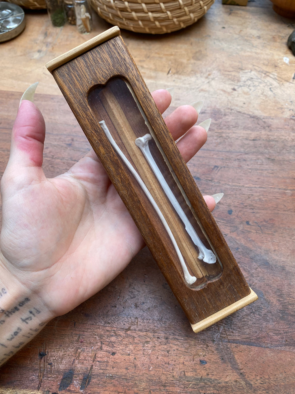 Long Bones Wooden Display Box