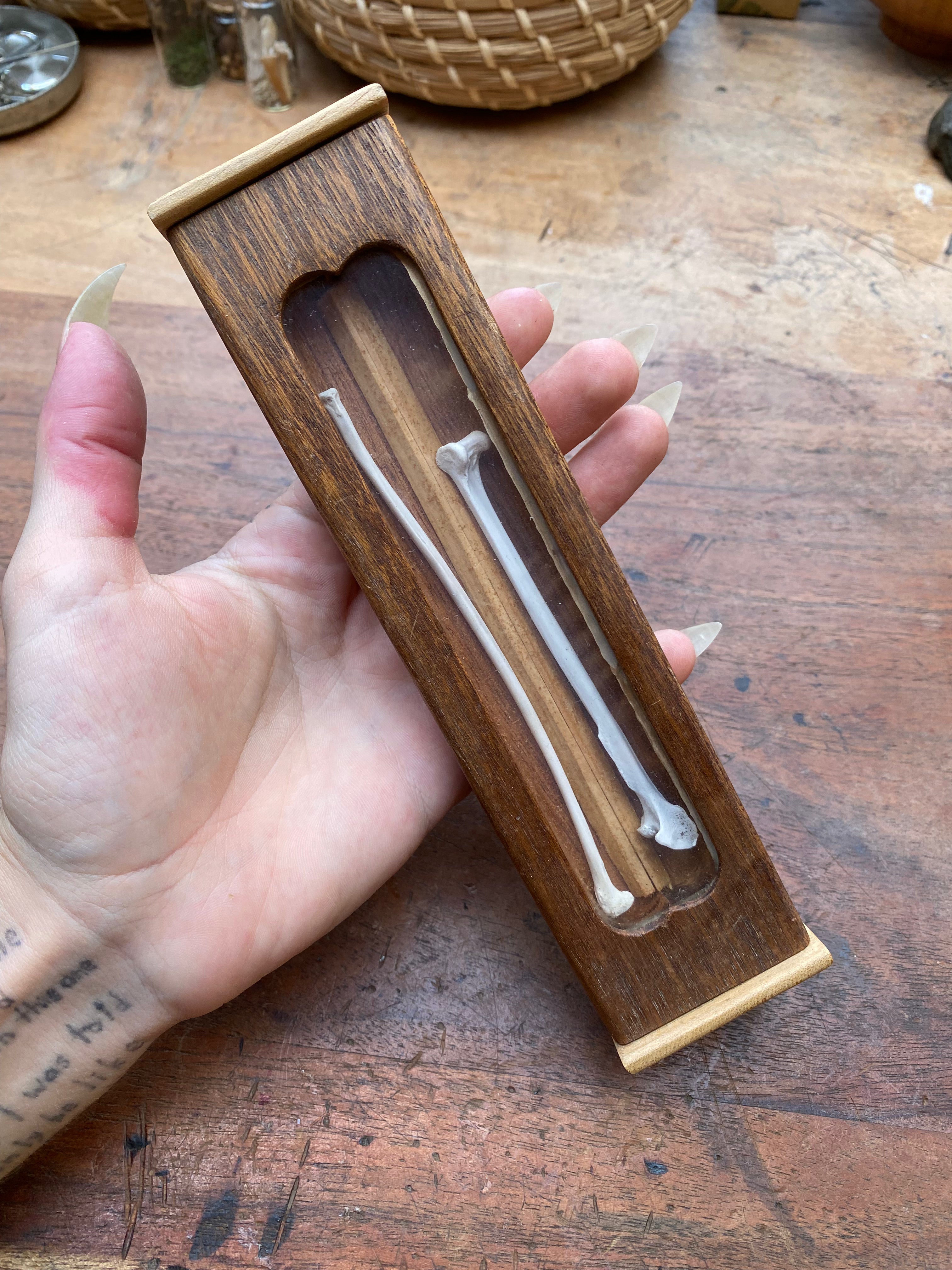 Long Bones Wooden Display Box