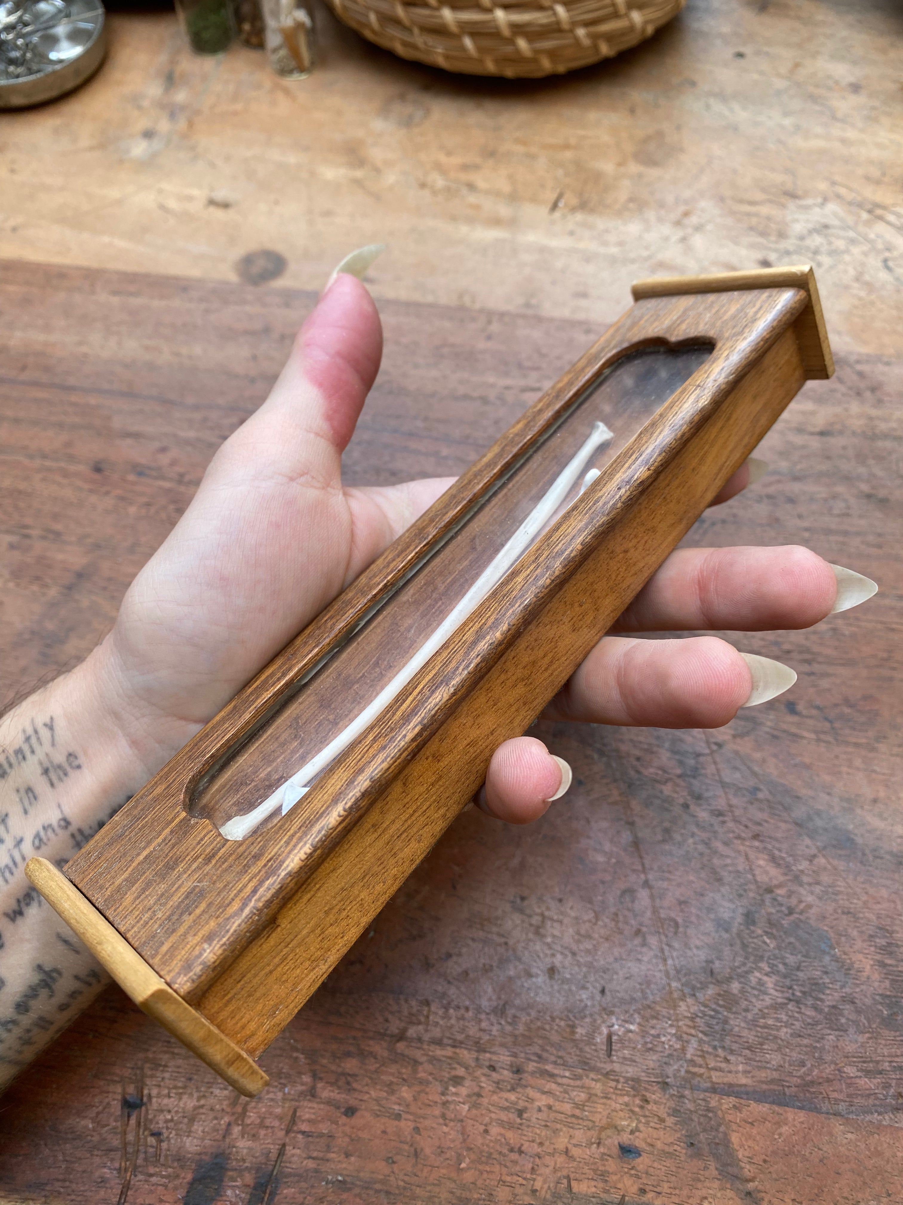 Long Bones Wooden Display Box