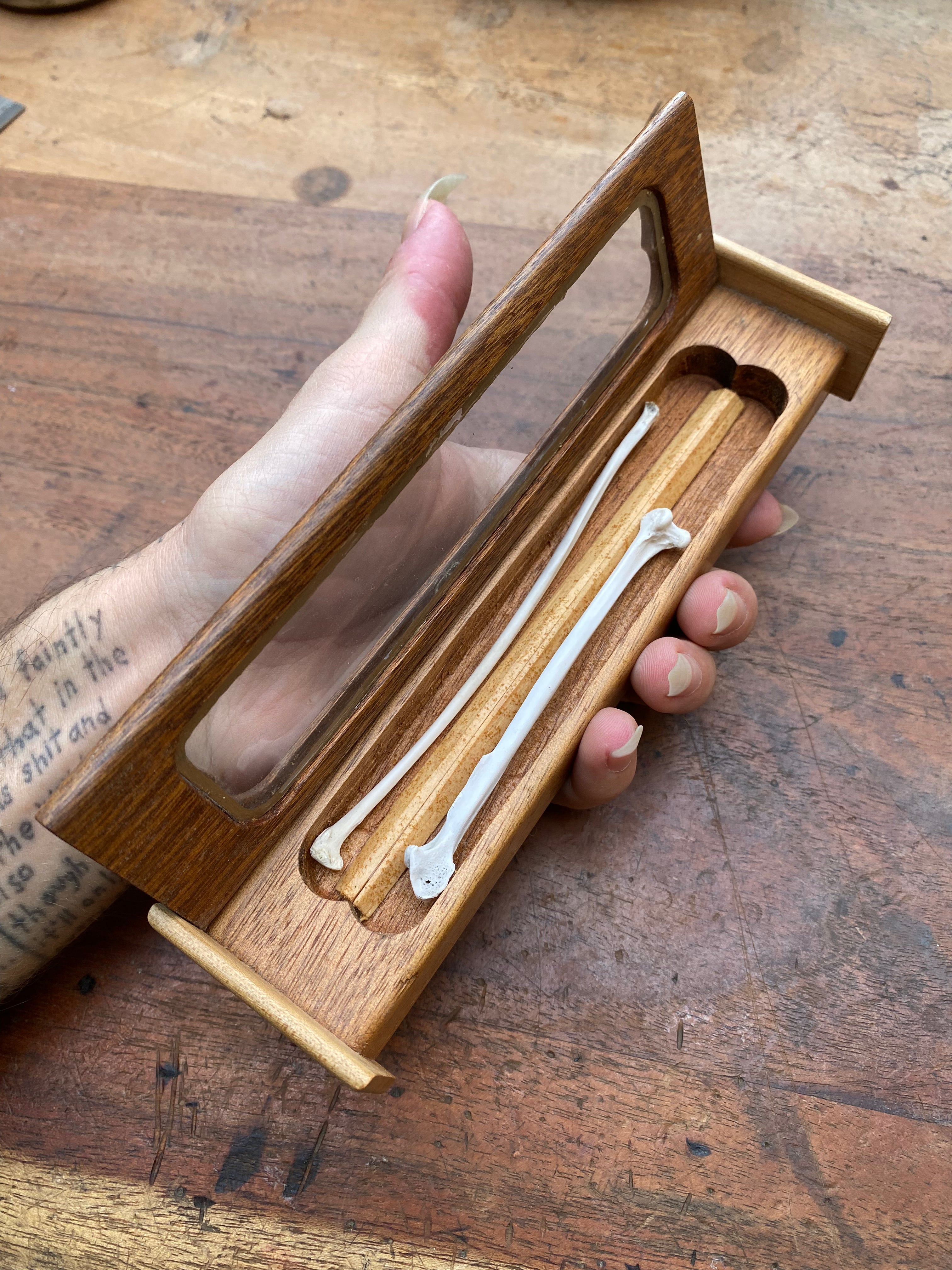 Long Bones Wooden Display Box