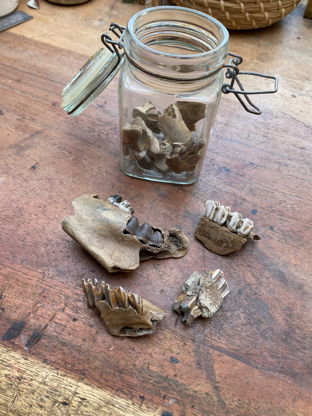 Mudlarked Jaw Bone Fragments