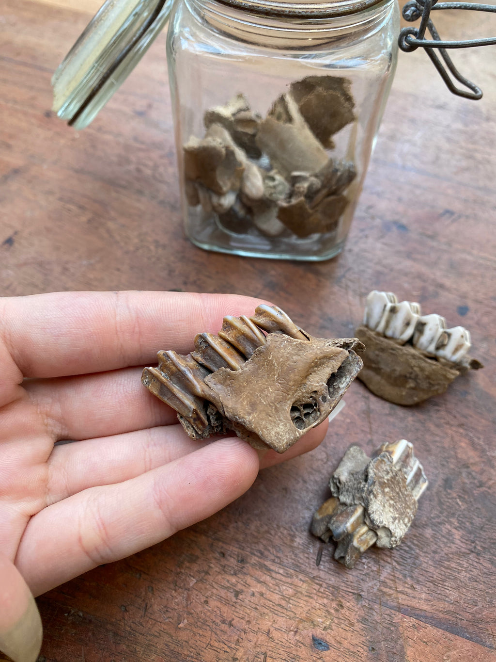 Mudlarked Jaw Bone Fragments