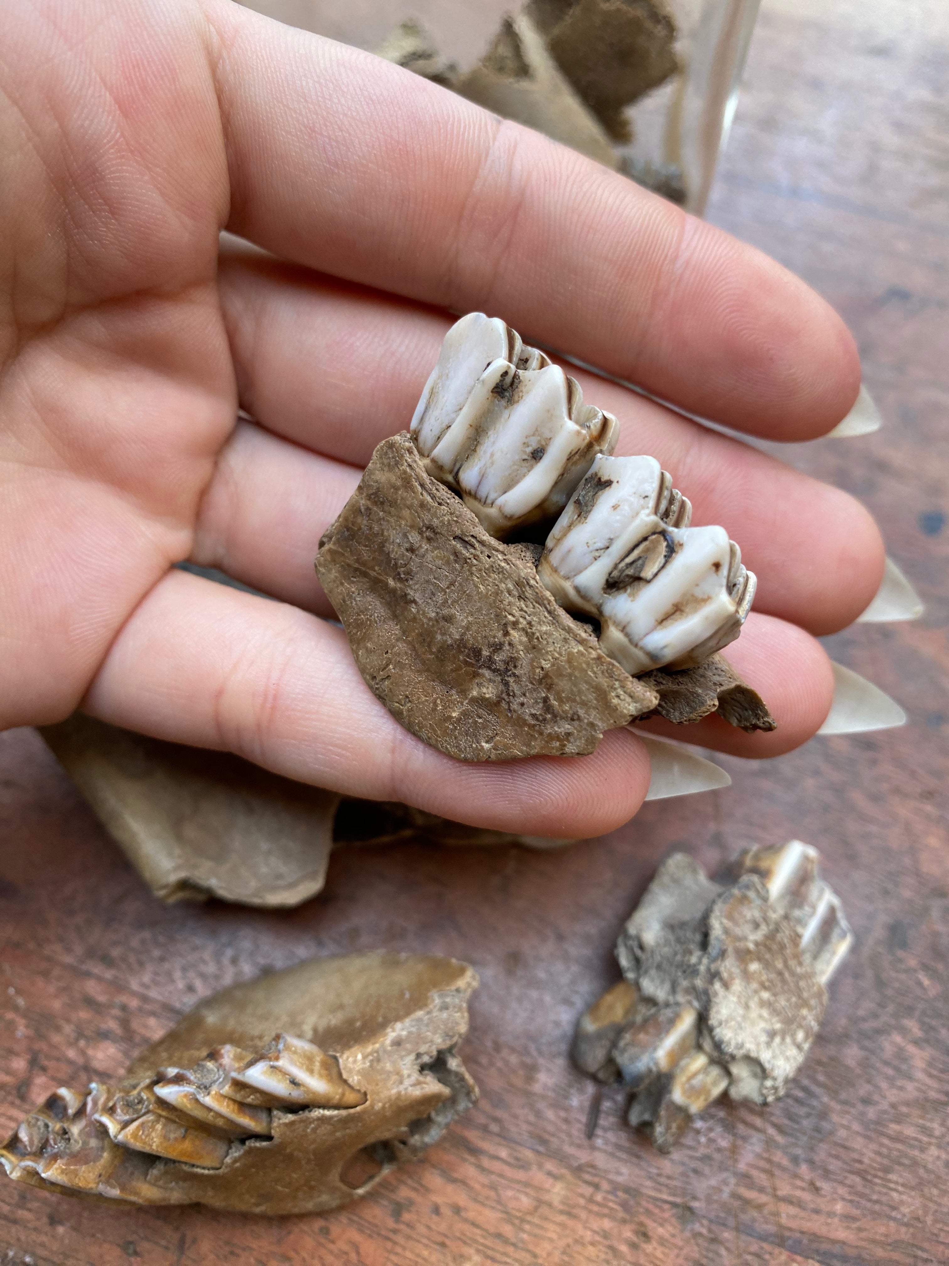Mudlarked Jaw Bone Fragments