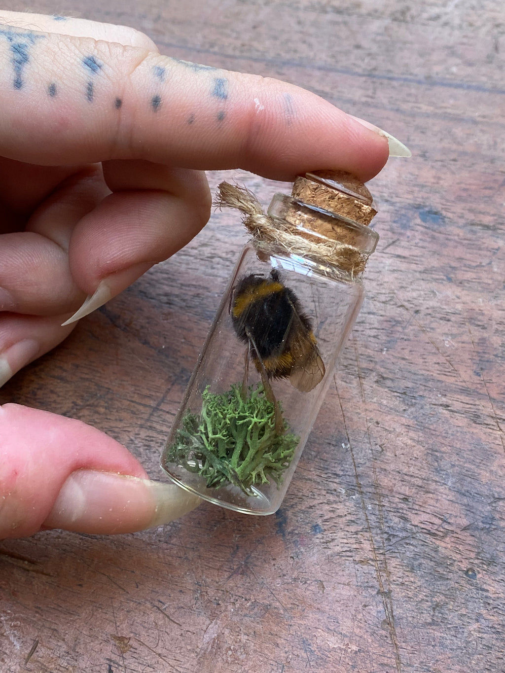 Dried Taxidermy Bumblebee in Glass Vial