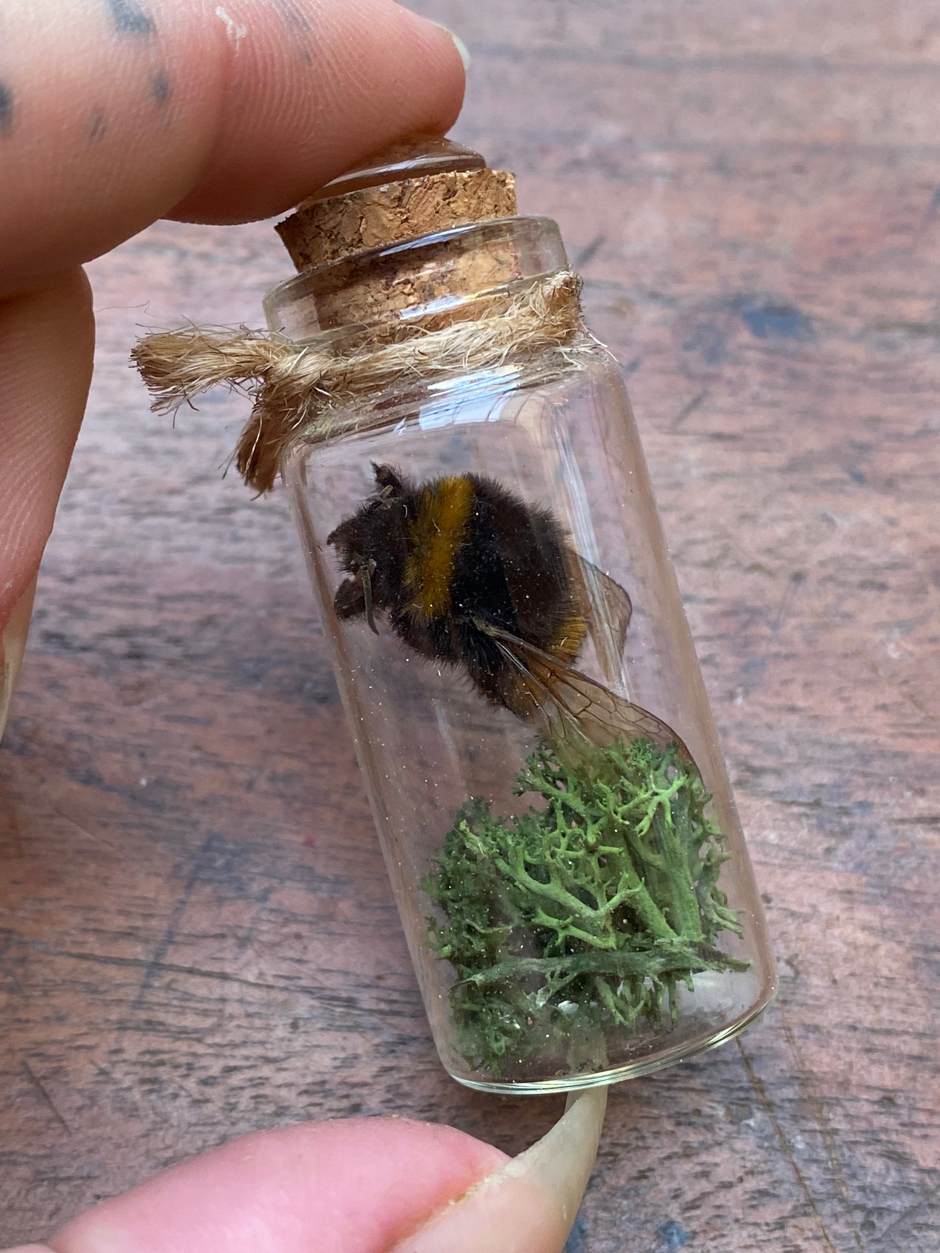 Dried Taxidermy Bumblebee in Glass Vial