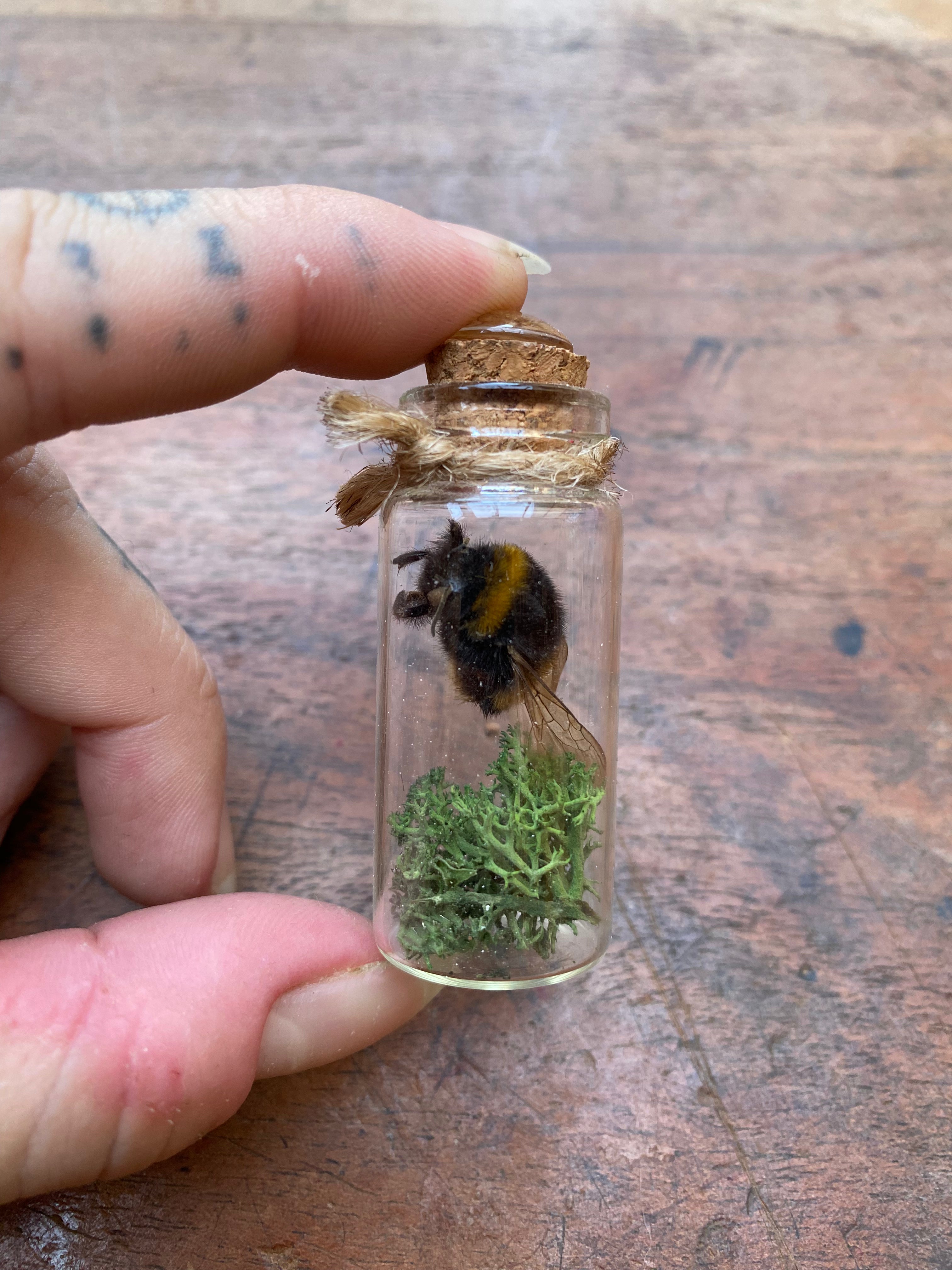 Dried Taxidermy Bumblebee in Glass Vial