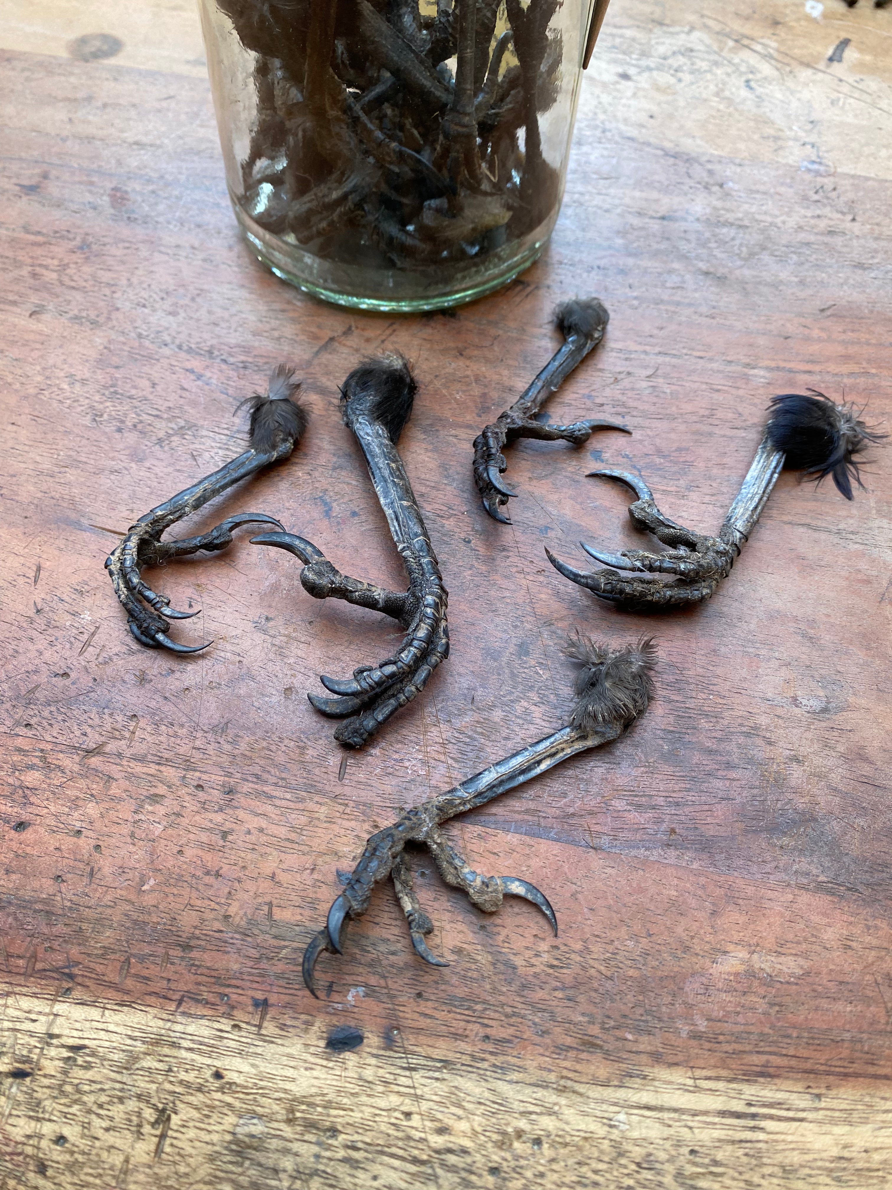 Dried Taxidermy Crow Feet