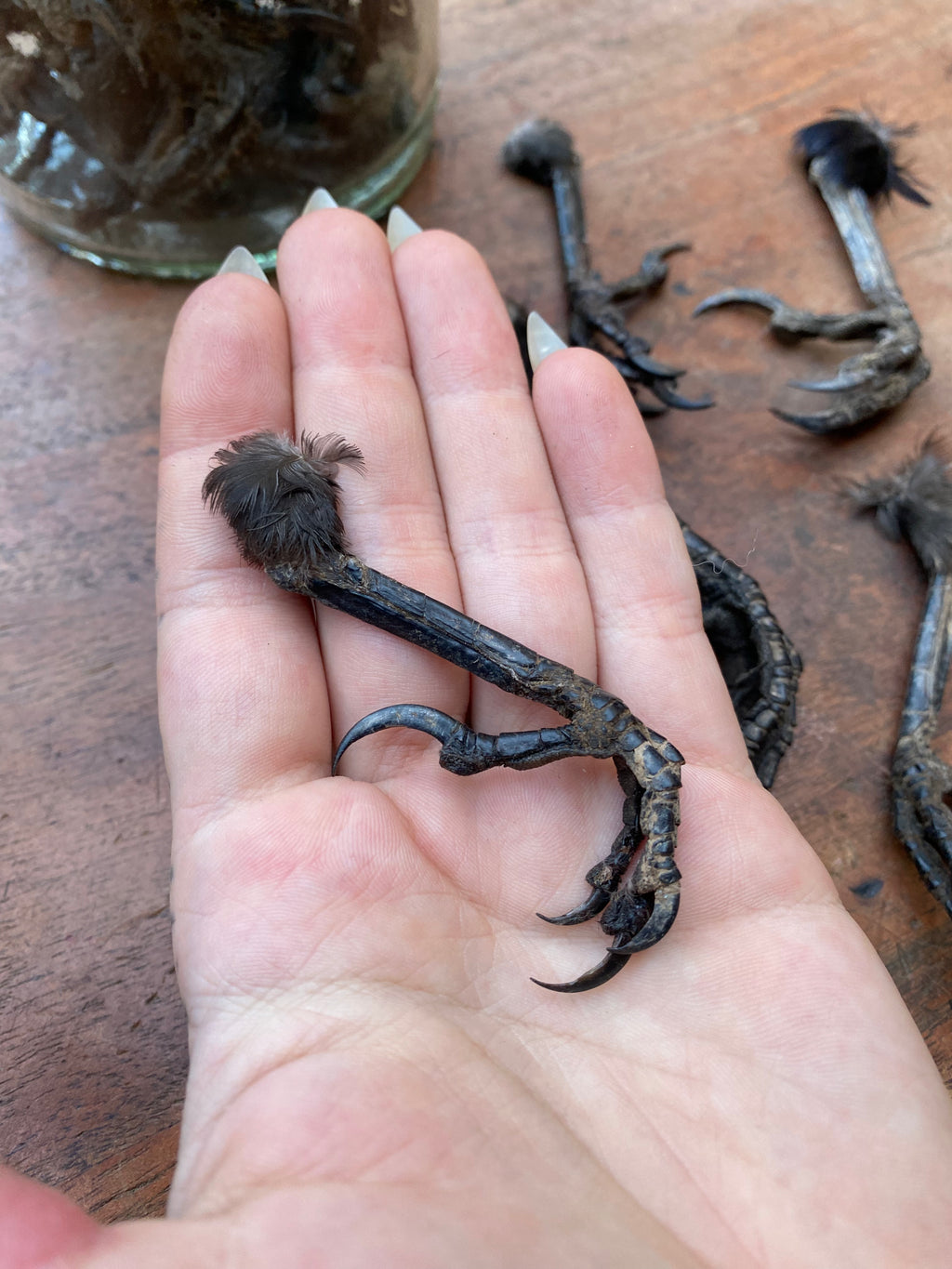 Dried Taxidermy Crow Feet