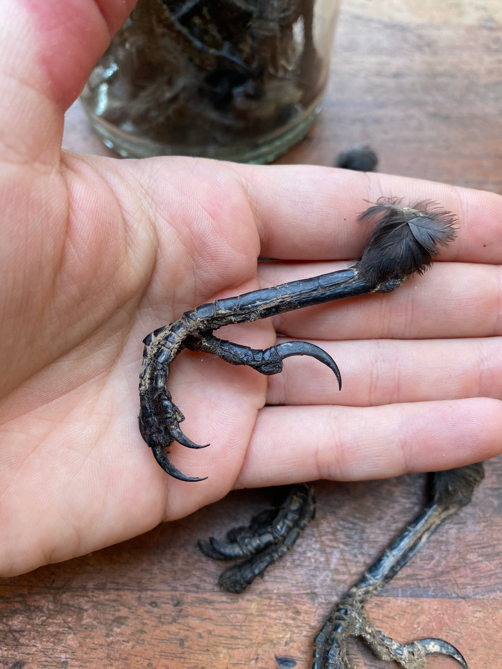 Dried Taxidermy Crow Feet