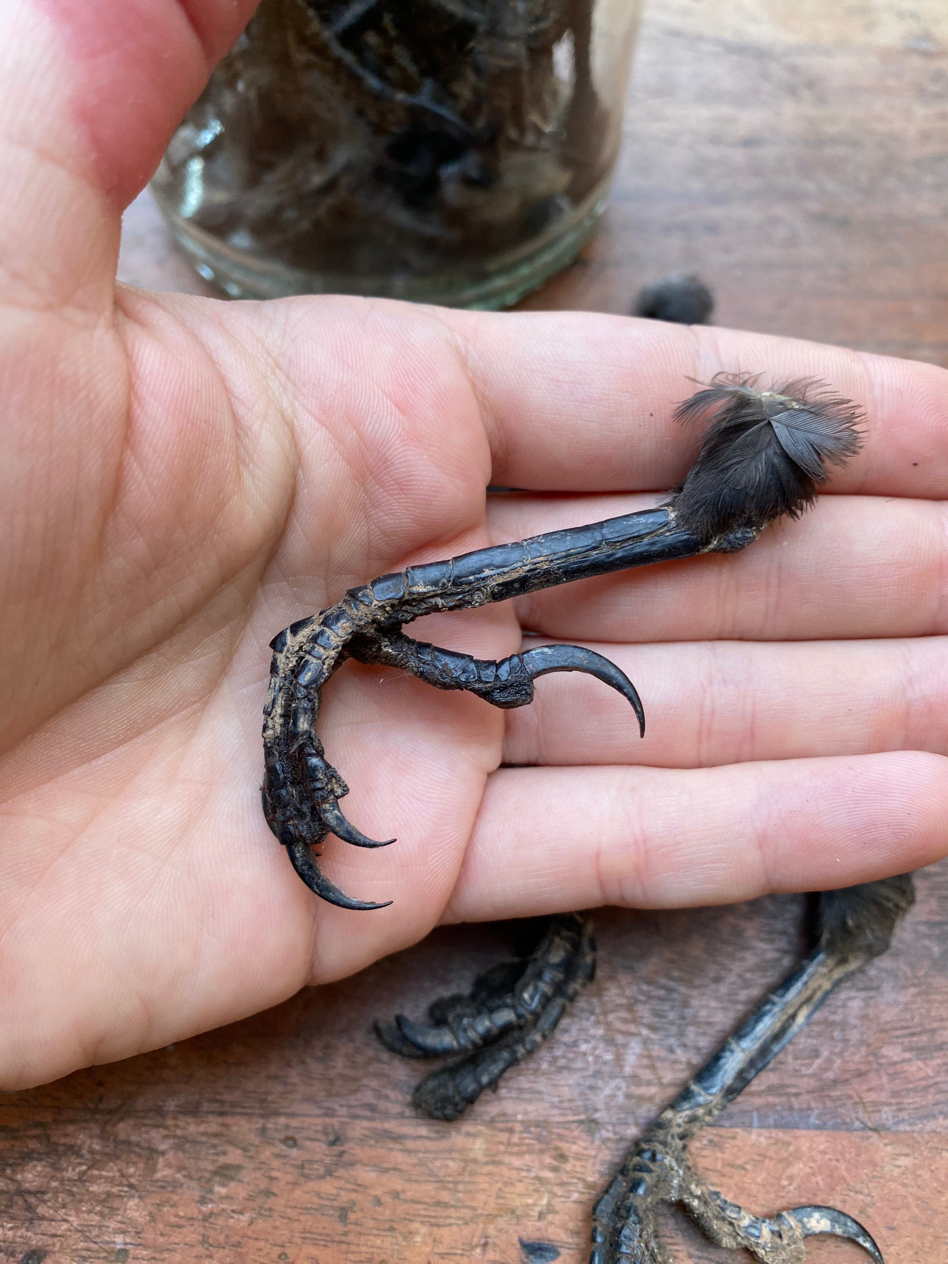 Dried Taxidermy Crow Feet