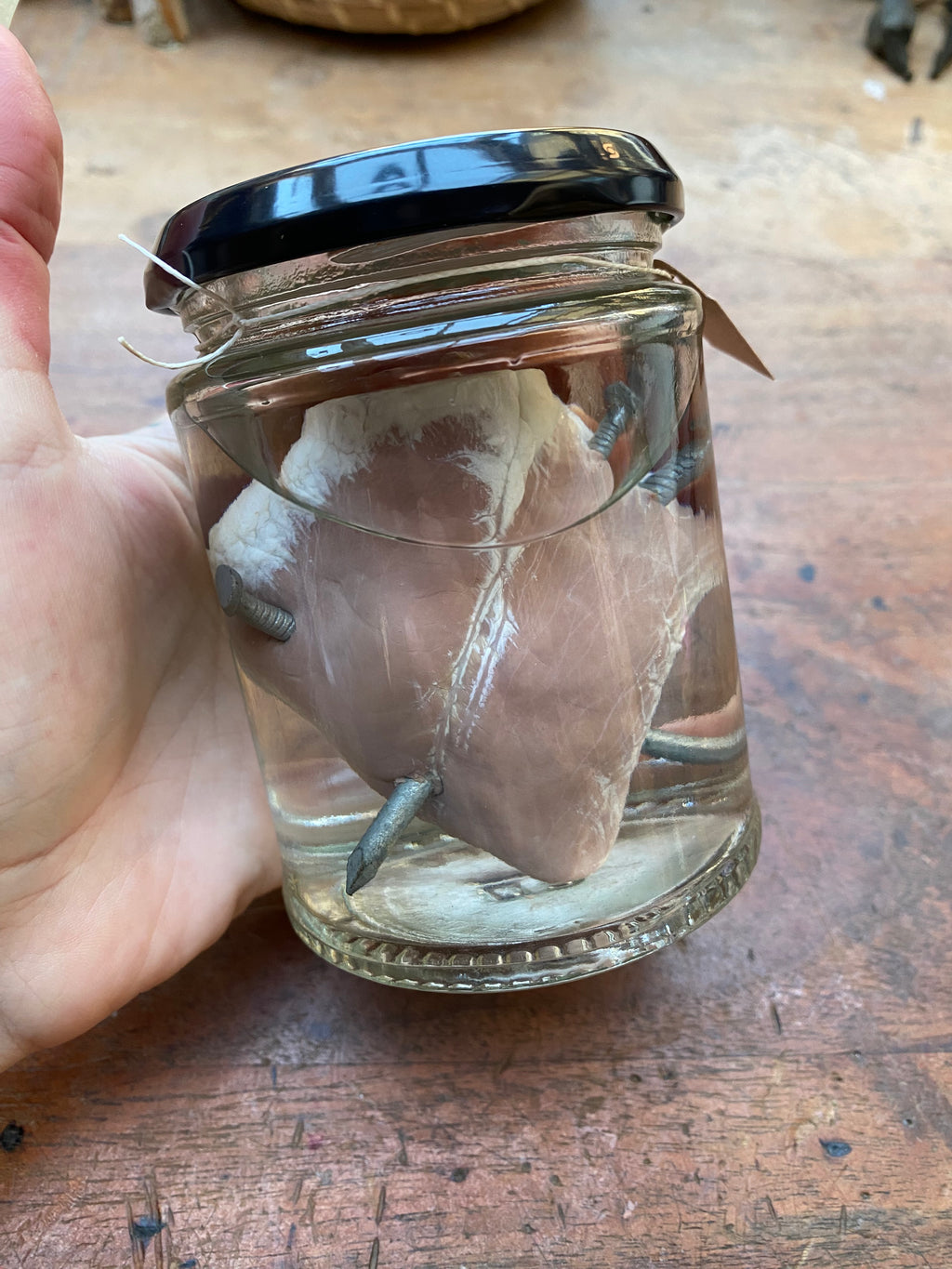 Muntjack Deer Heart Pierced with Nails Wet Specimen