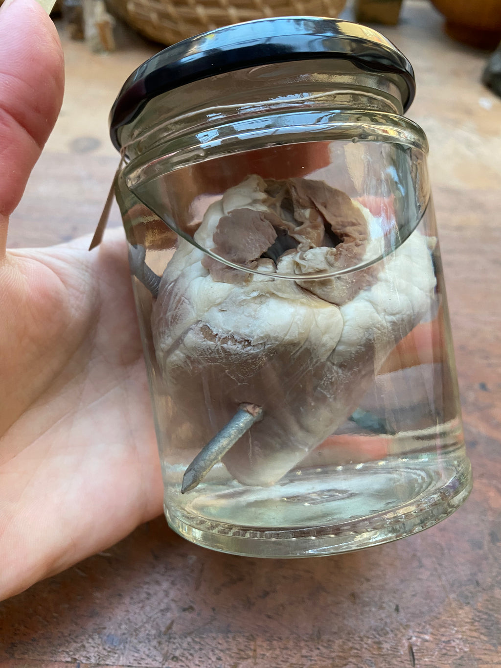 Muntjack Deer Heart Pierced with Nails Wet Specimen