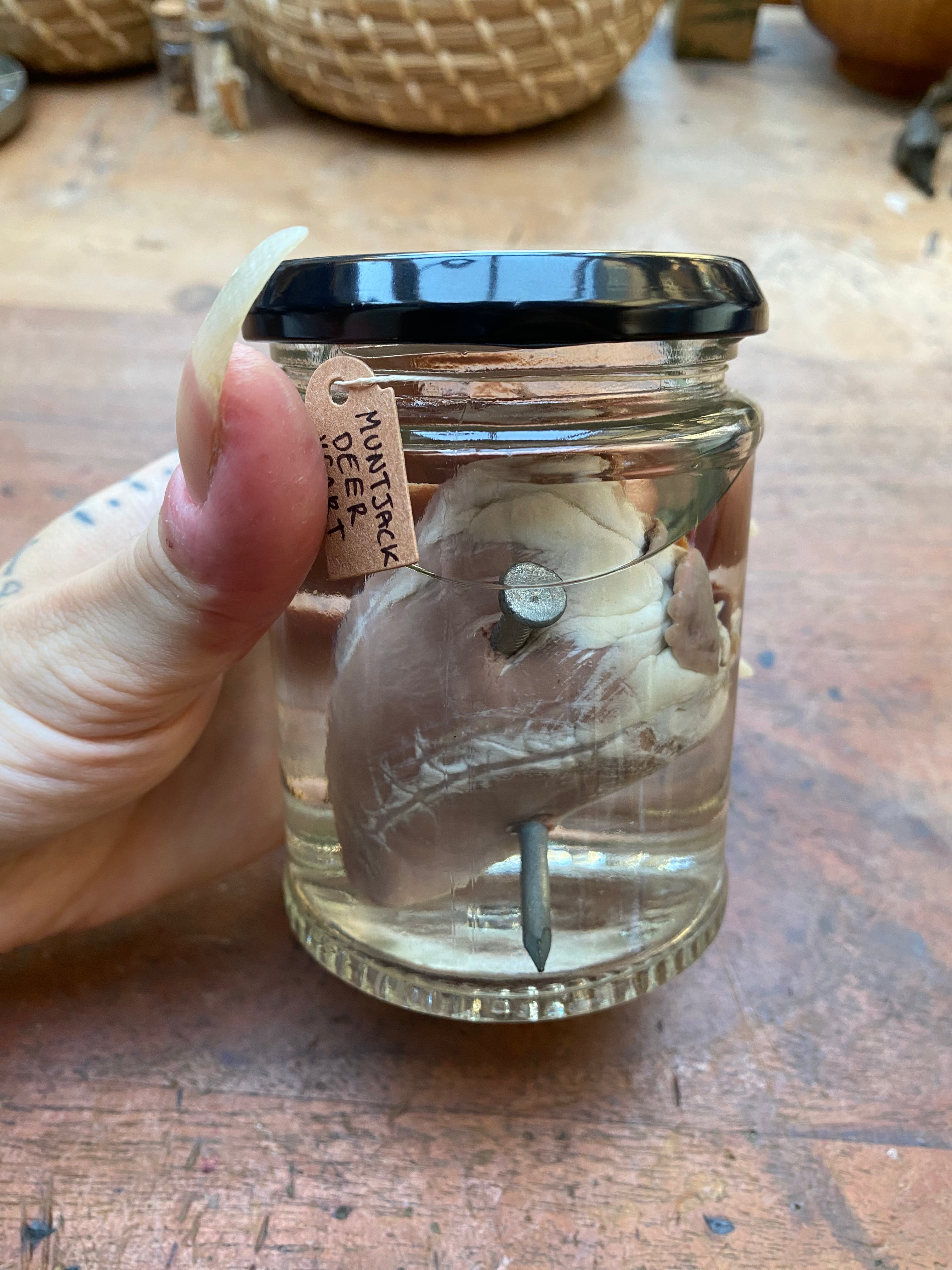 Muntjack Deer Heart Pierced with Nails Wet Specimen