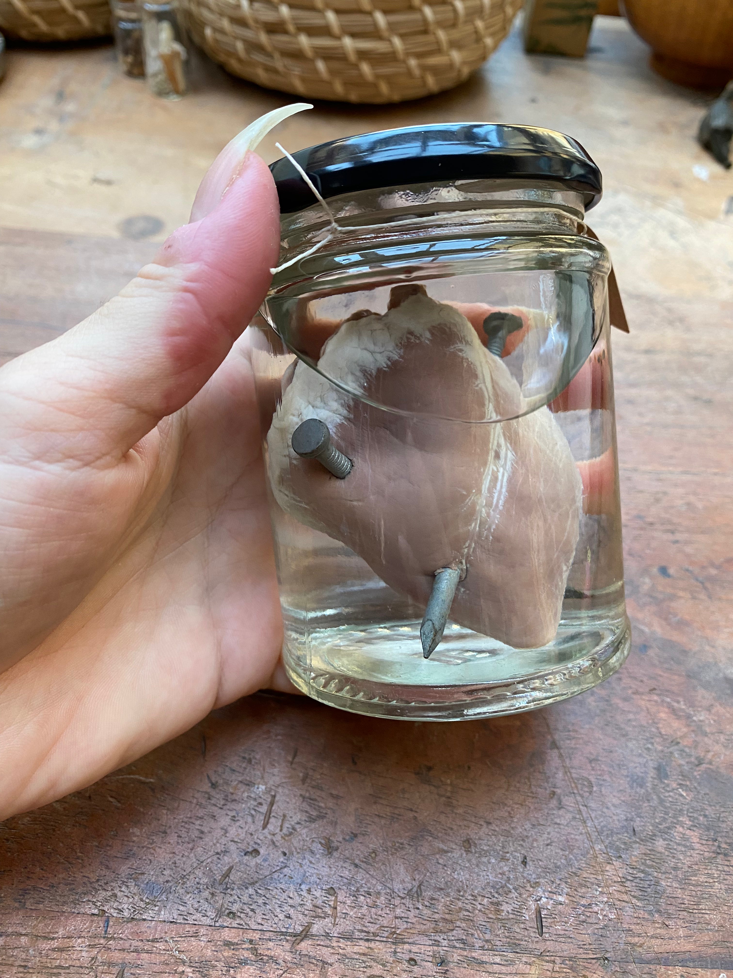 Muntjack Deer Heart Pierced with Nails Wet Specimen