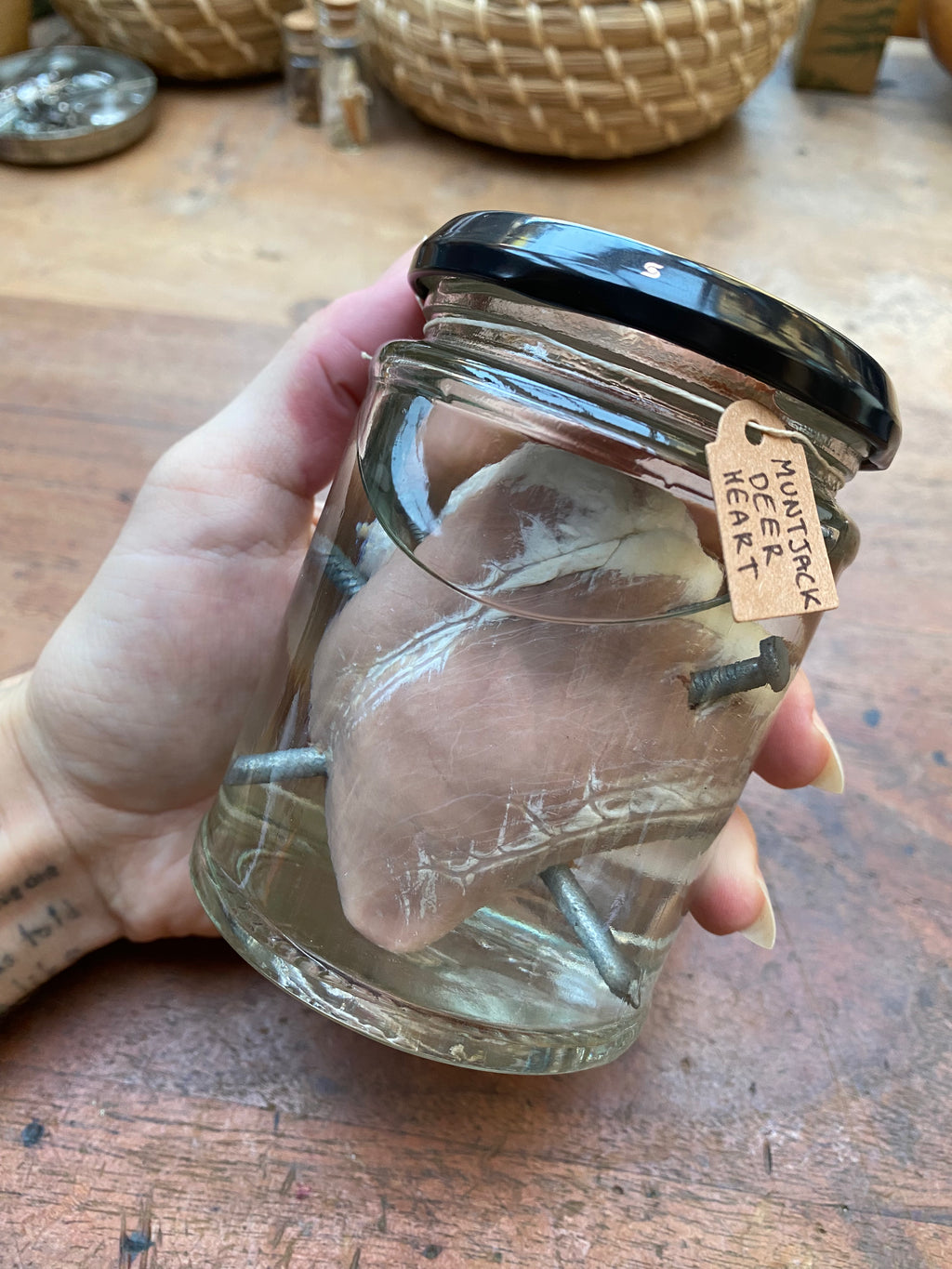 Muntjack Deer Heart Pierced with Nails Wet Specimen